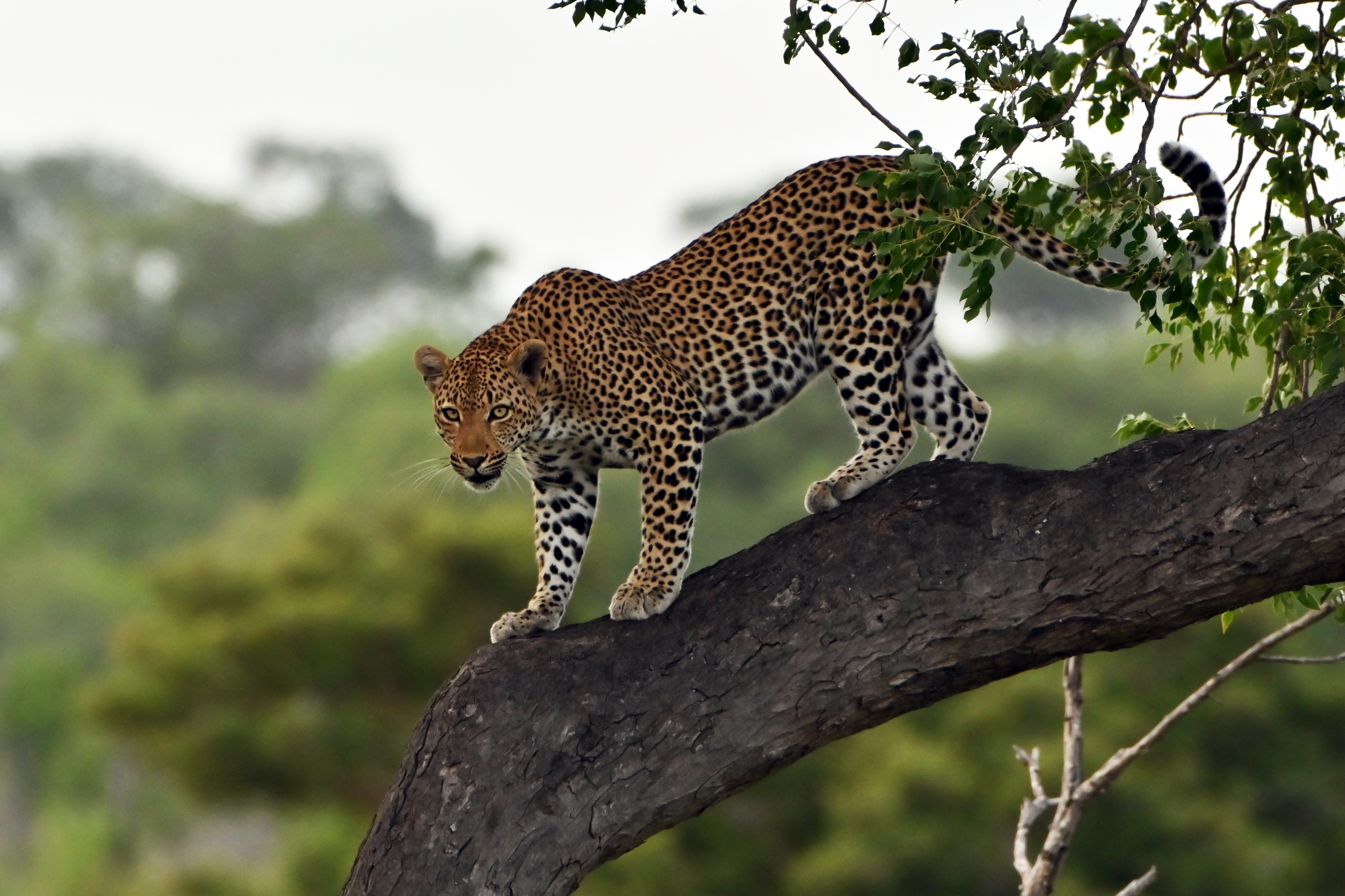 Inyati Private Game Reserve