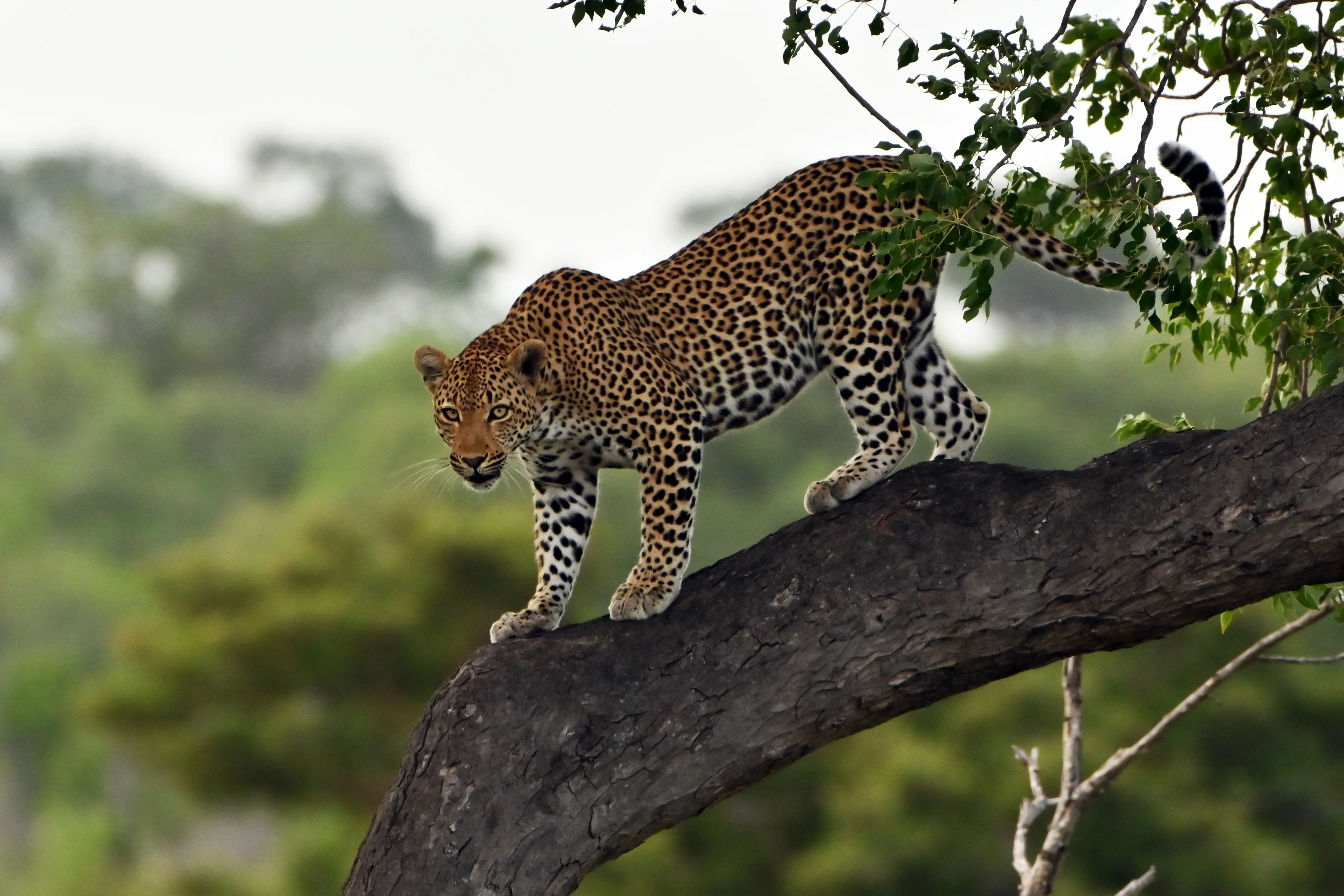Inyati Private Game Reserve