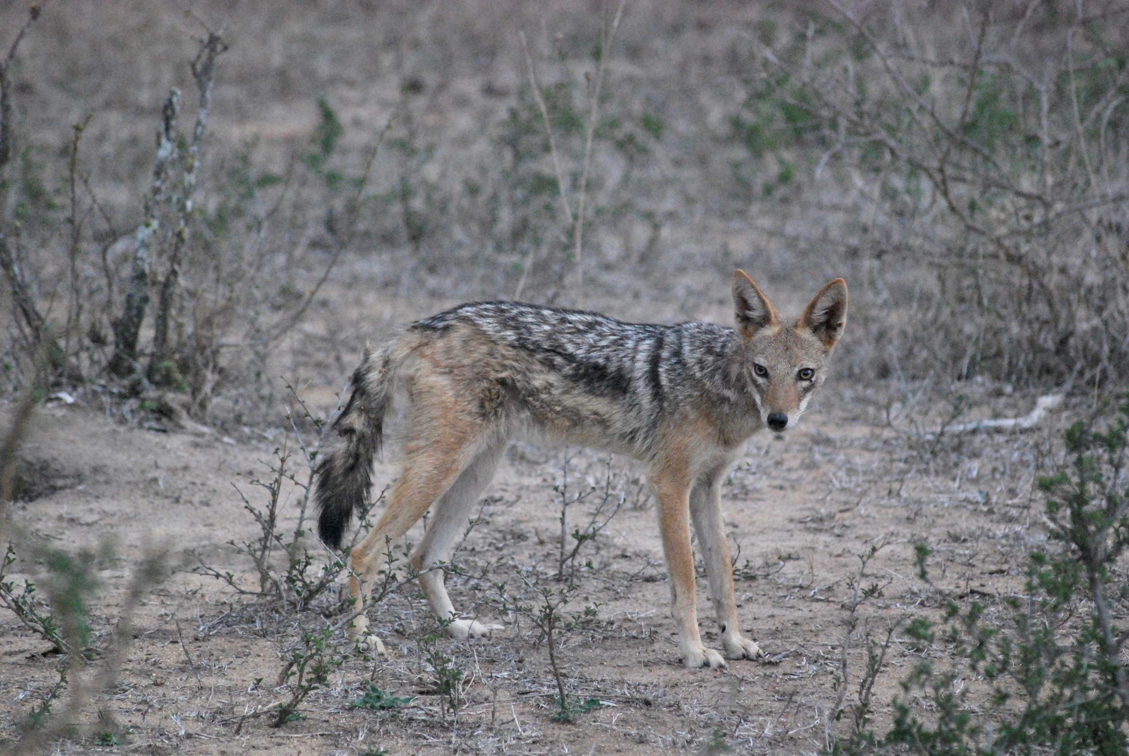 Kapama Private Game Reserve