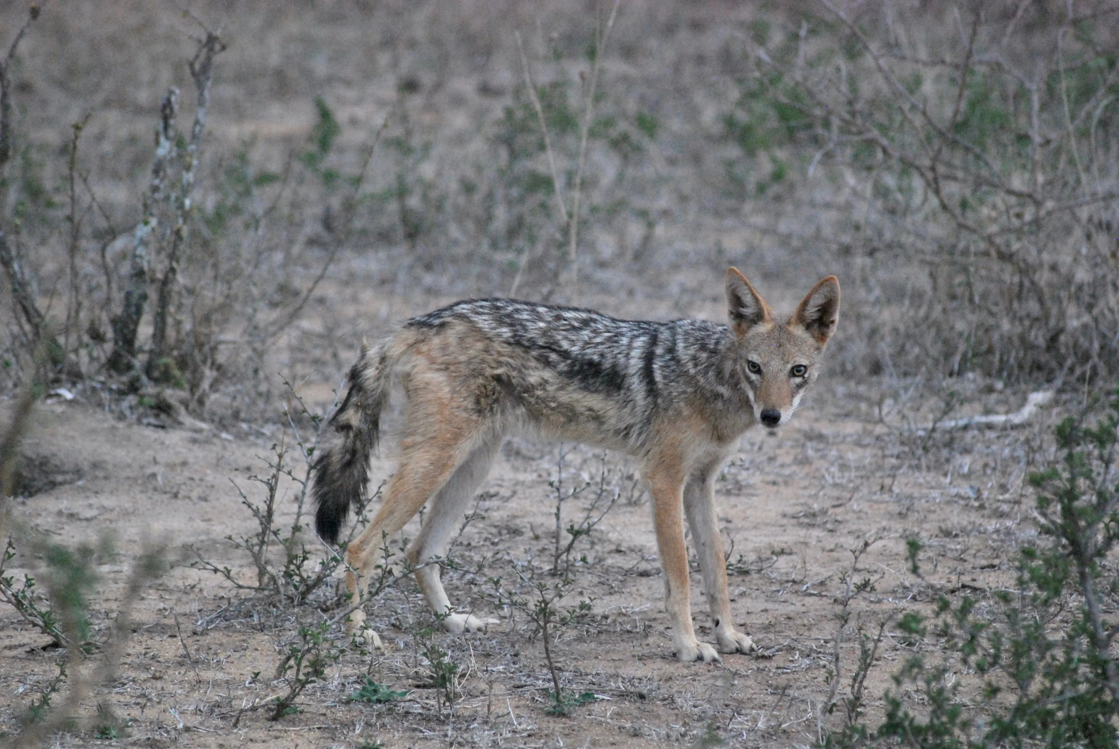 Kapama Private Game Reserve