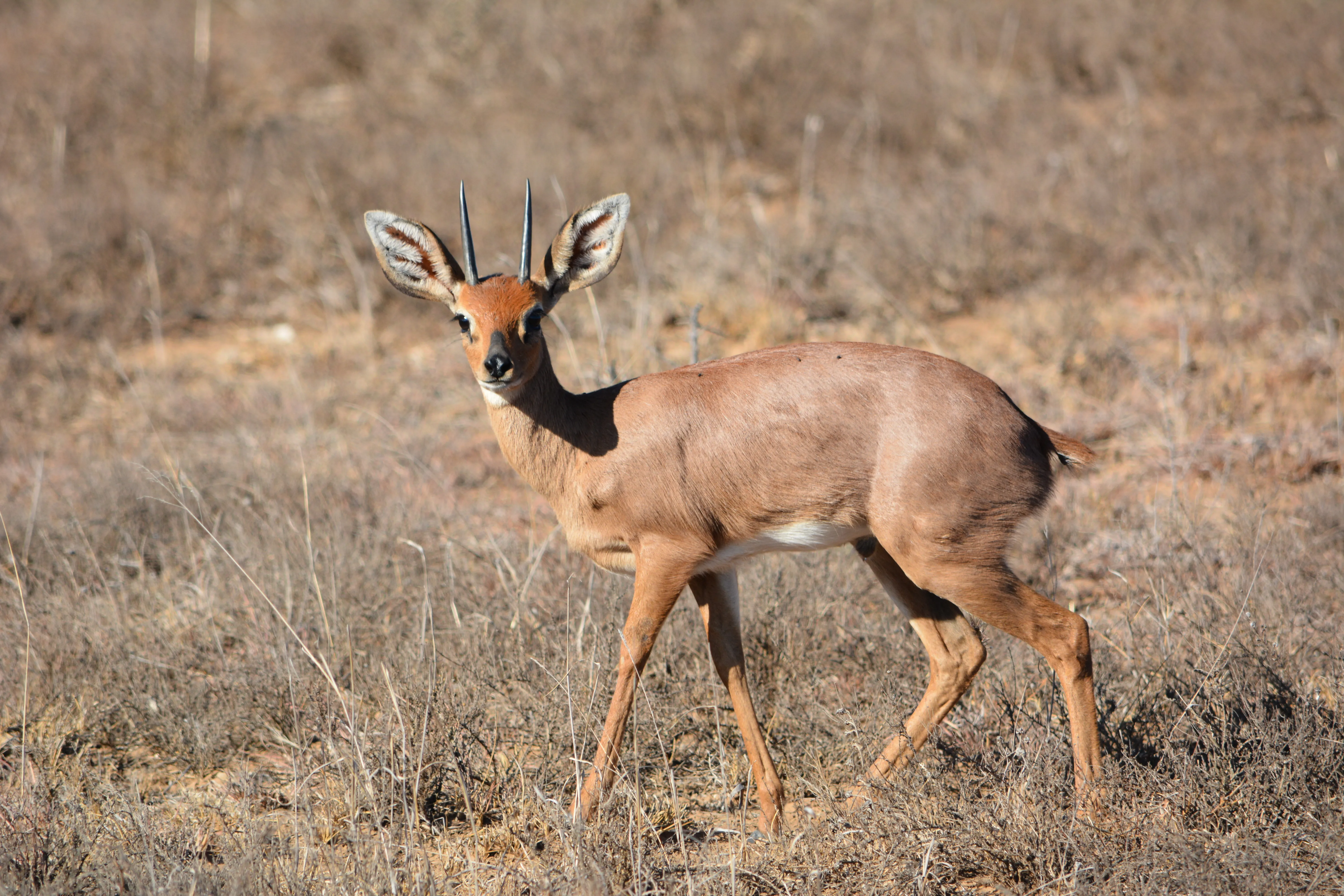 Kwandwe Private Game Reserve