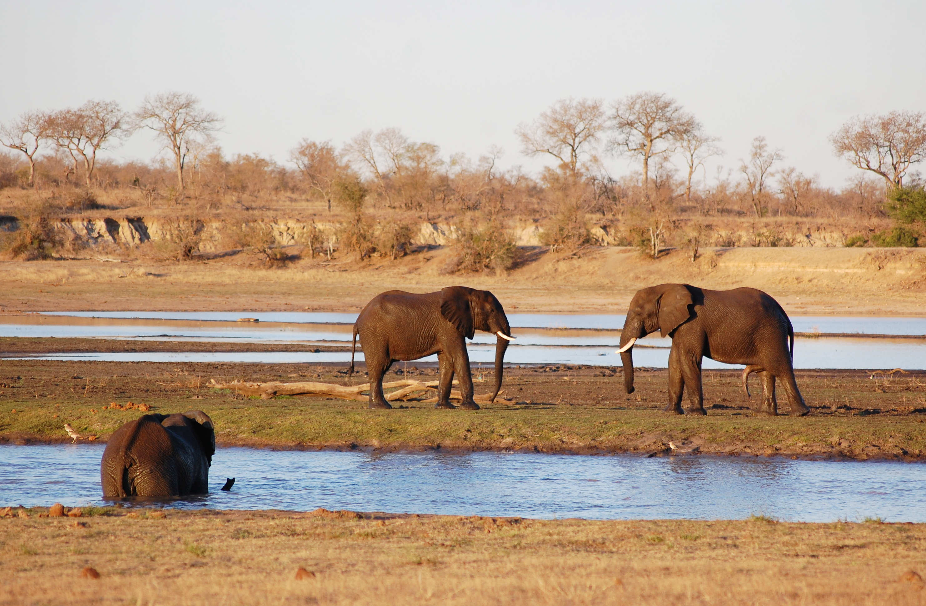 Manyeleti Game Reserve