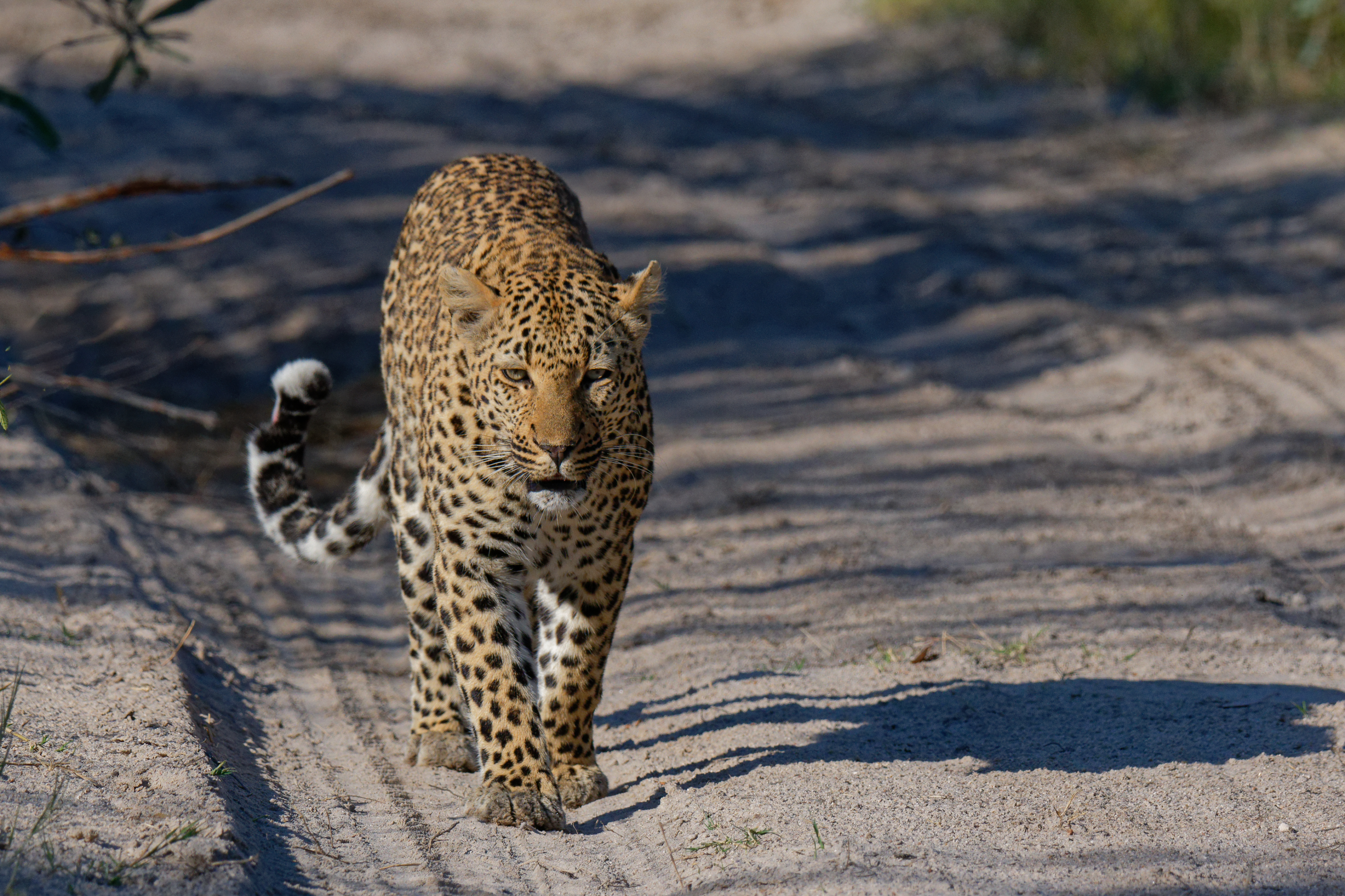 Sabi Sand Nature Reserve