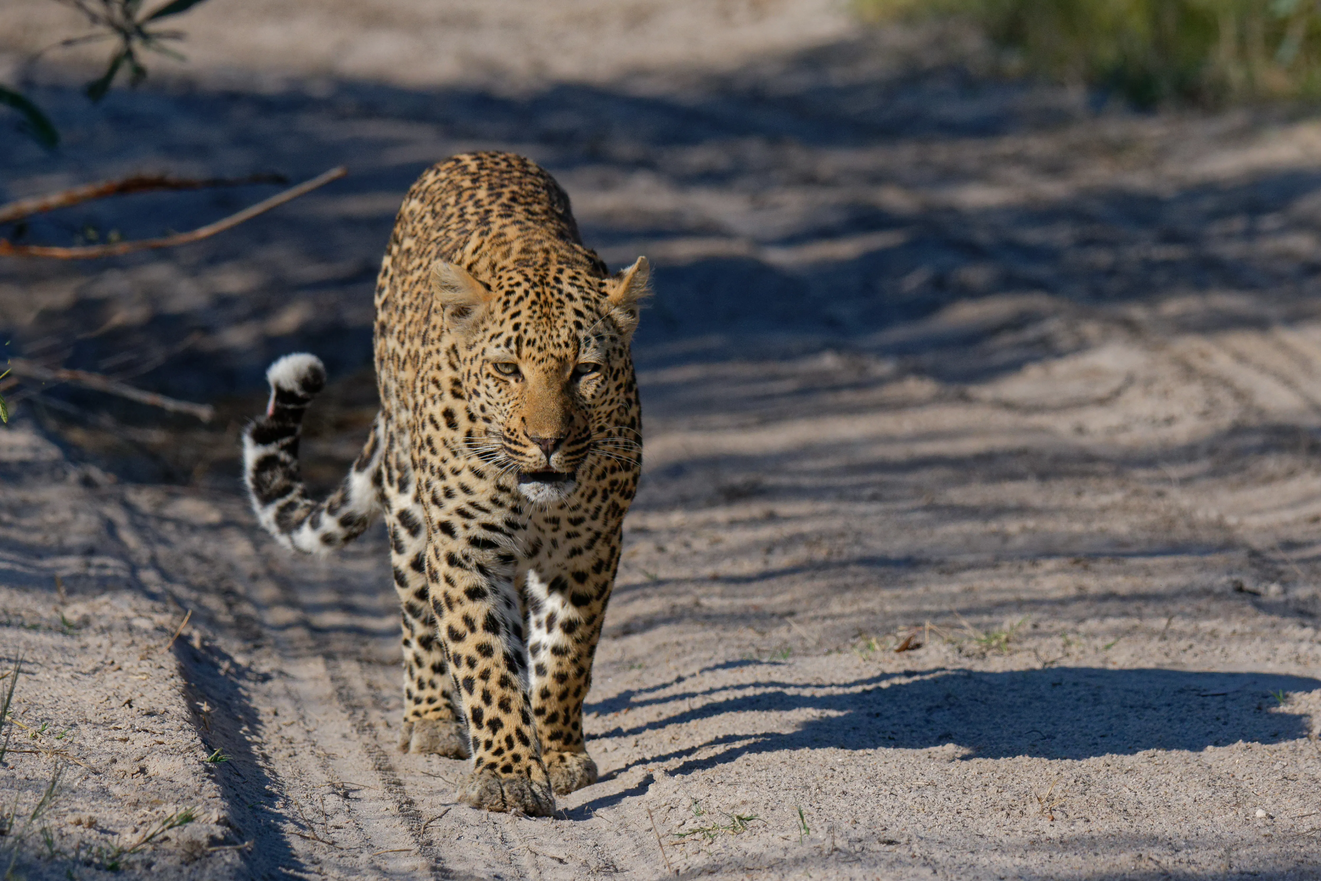Sabi Sand Nature Reserve