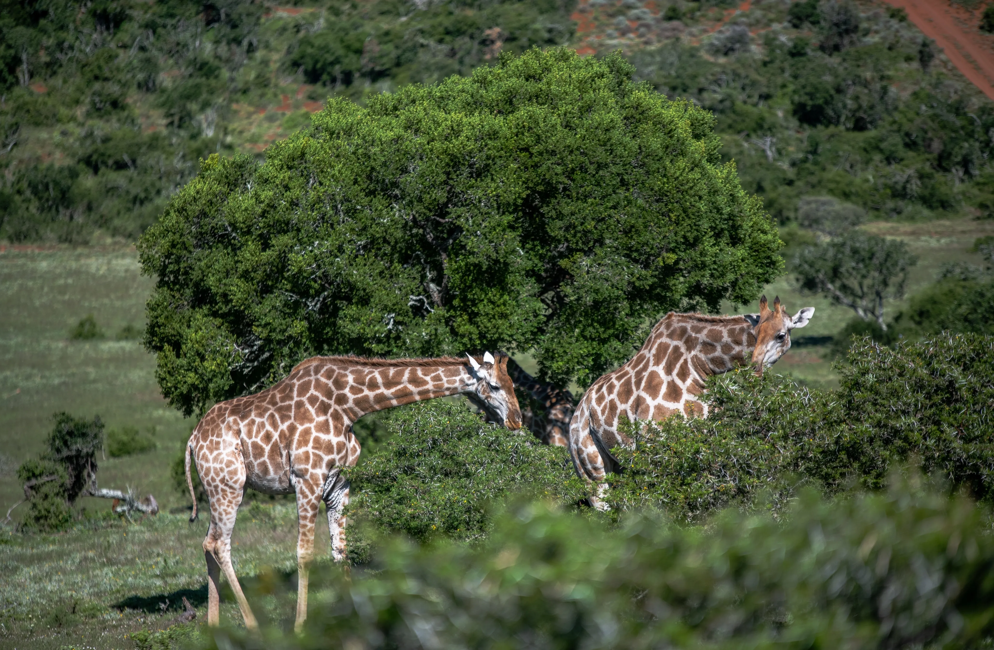 Schotia Safaris Private Game Reserve