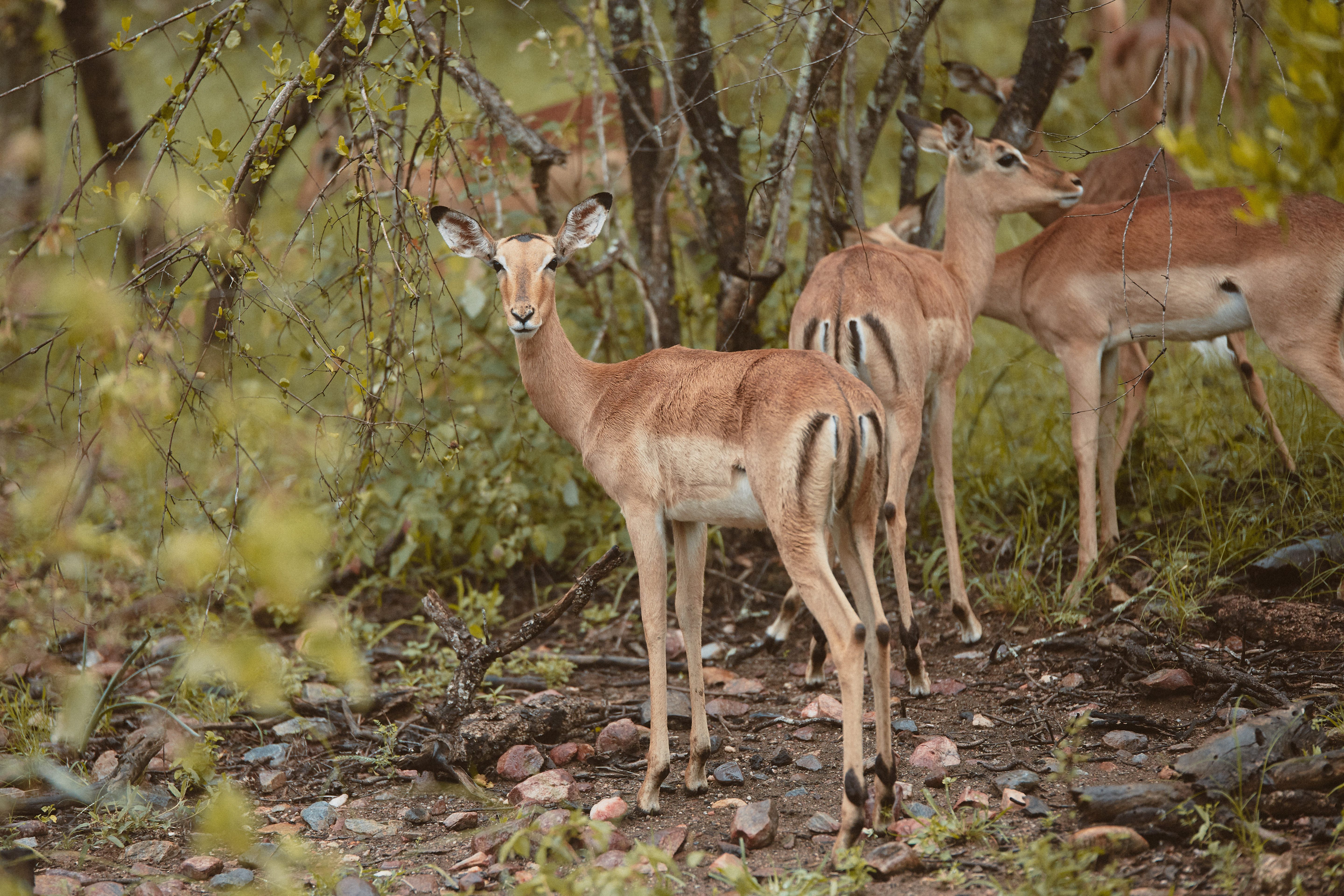 Karongwe Private Game Reserve