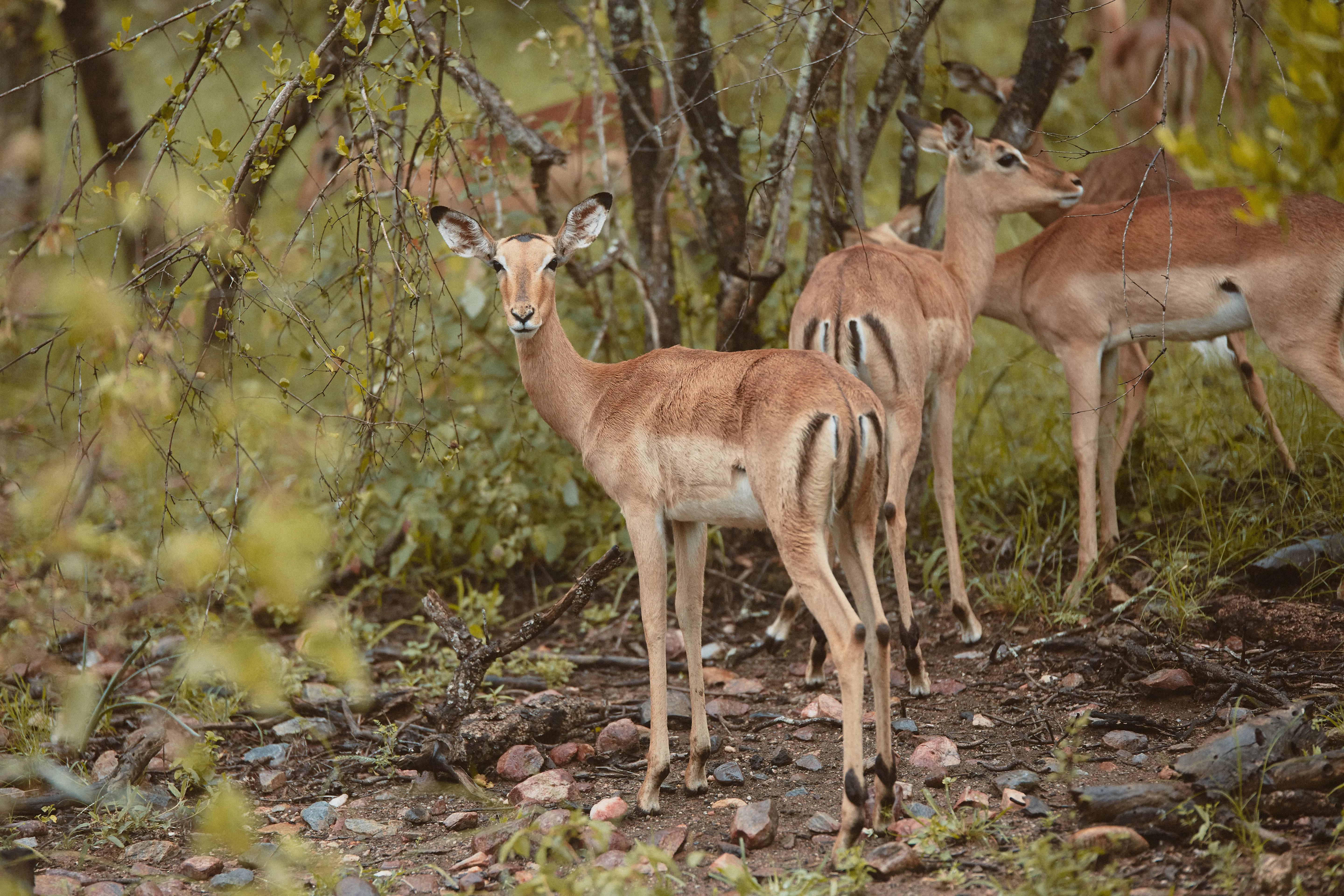 Karongwe Private Game Reserve