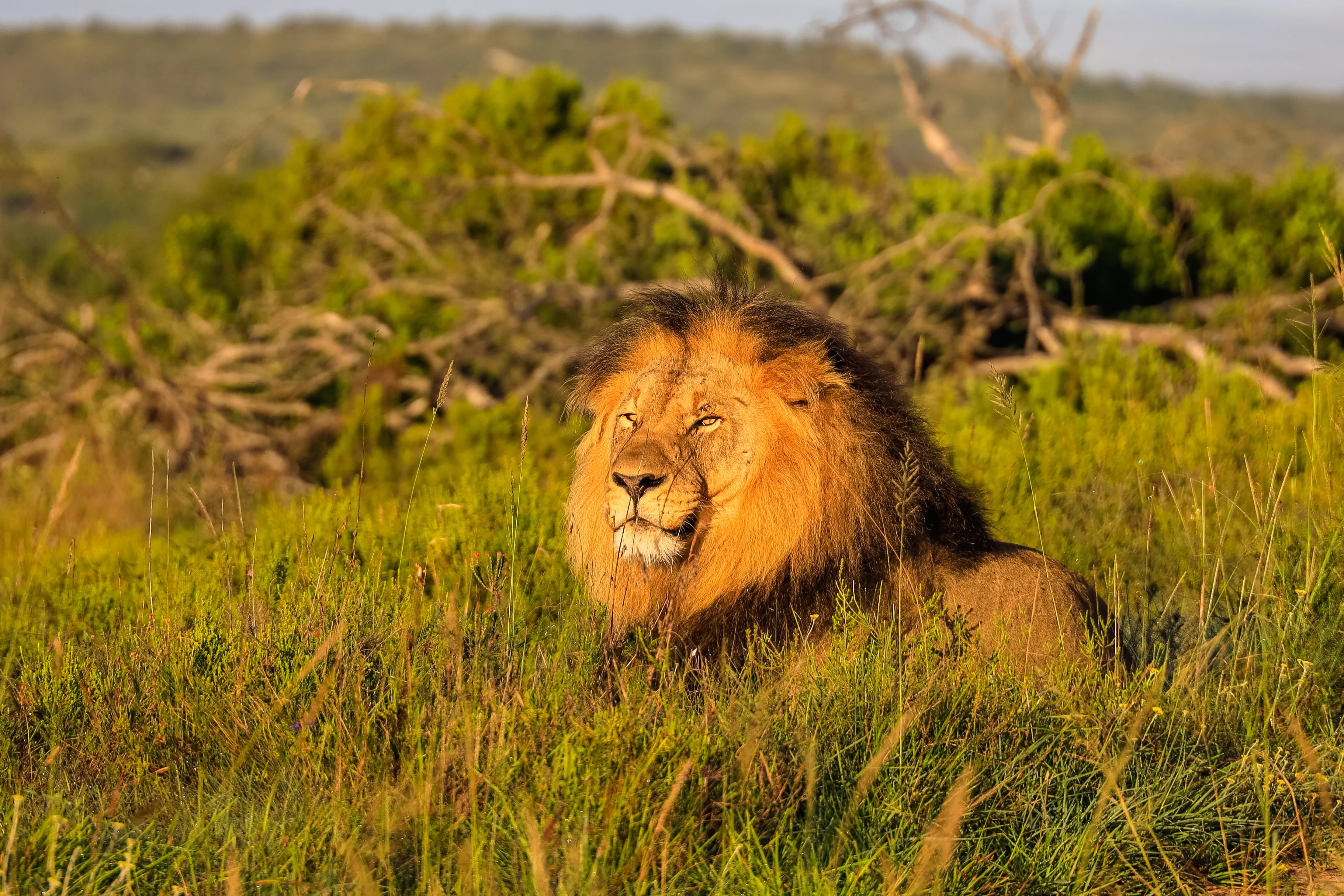 Lalibela Wildlife Reserve