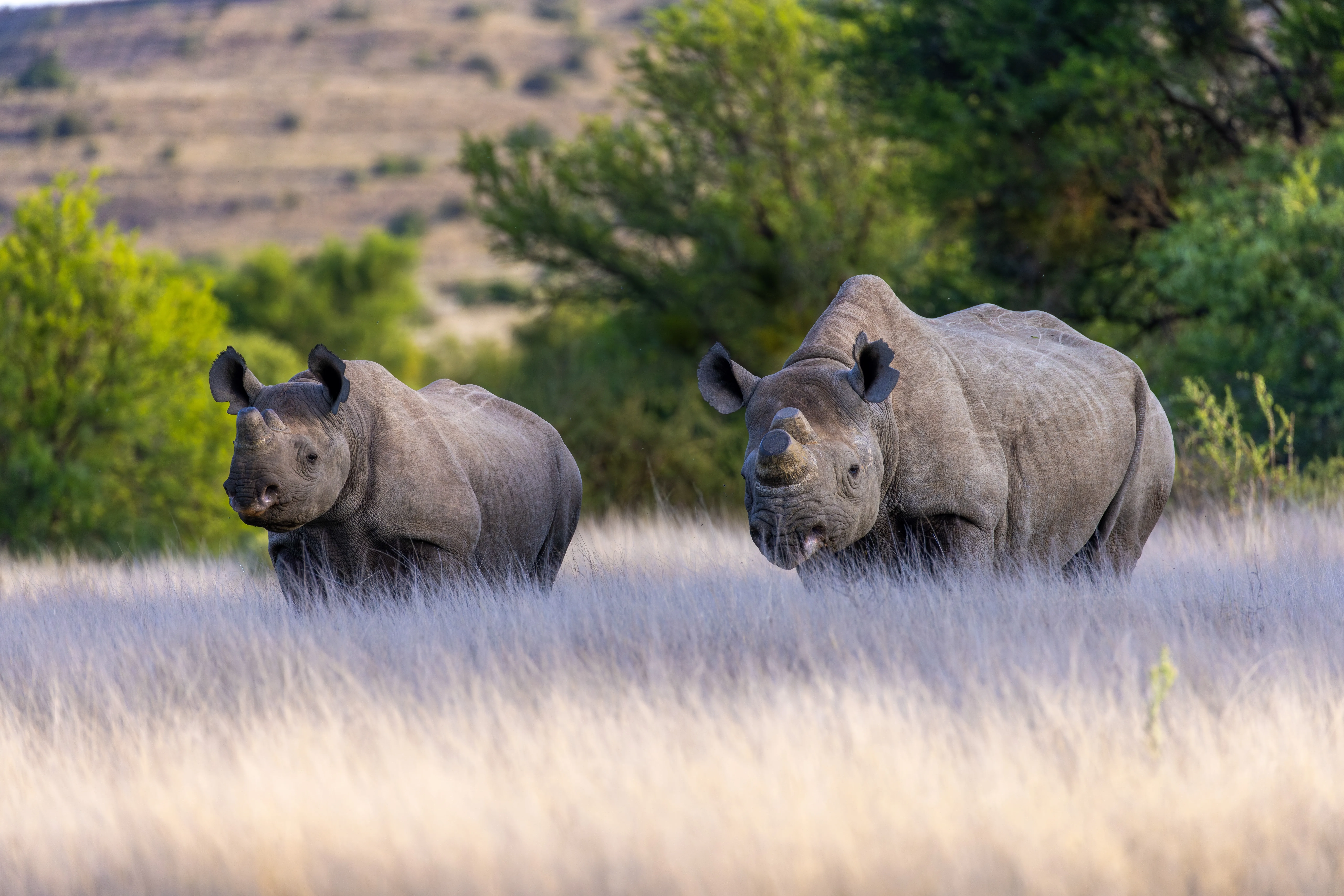 Mokala National Park