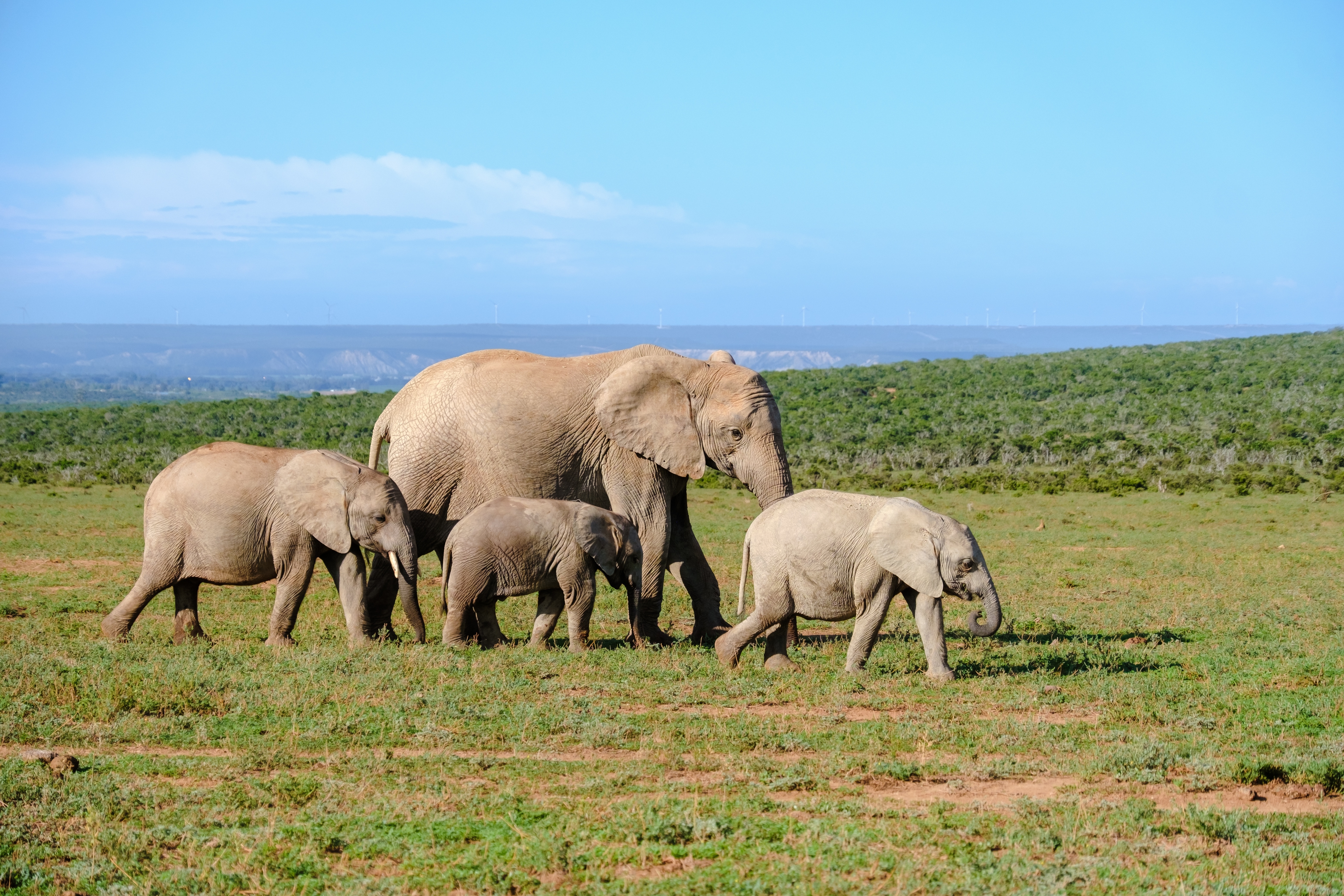Tembe Elephant Park