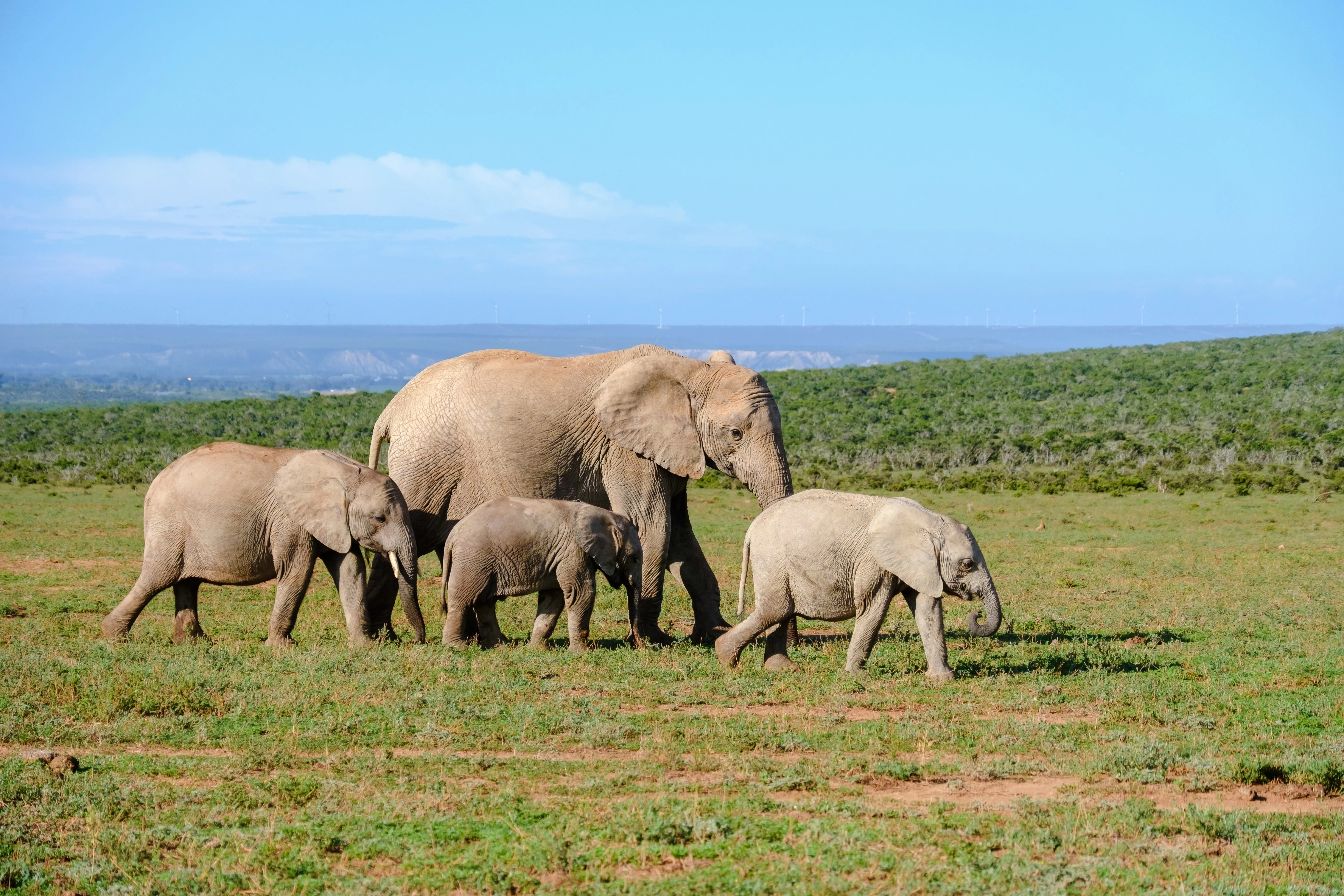 Tembe Elephant Park
