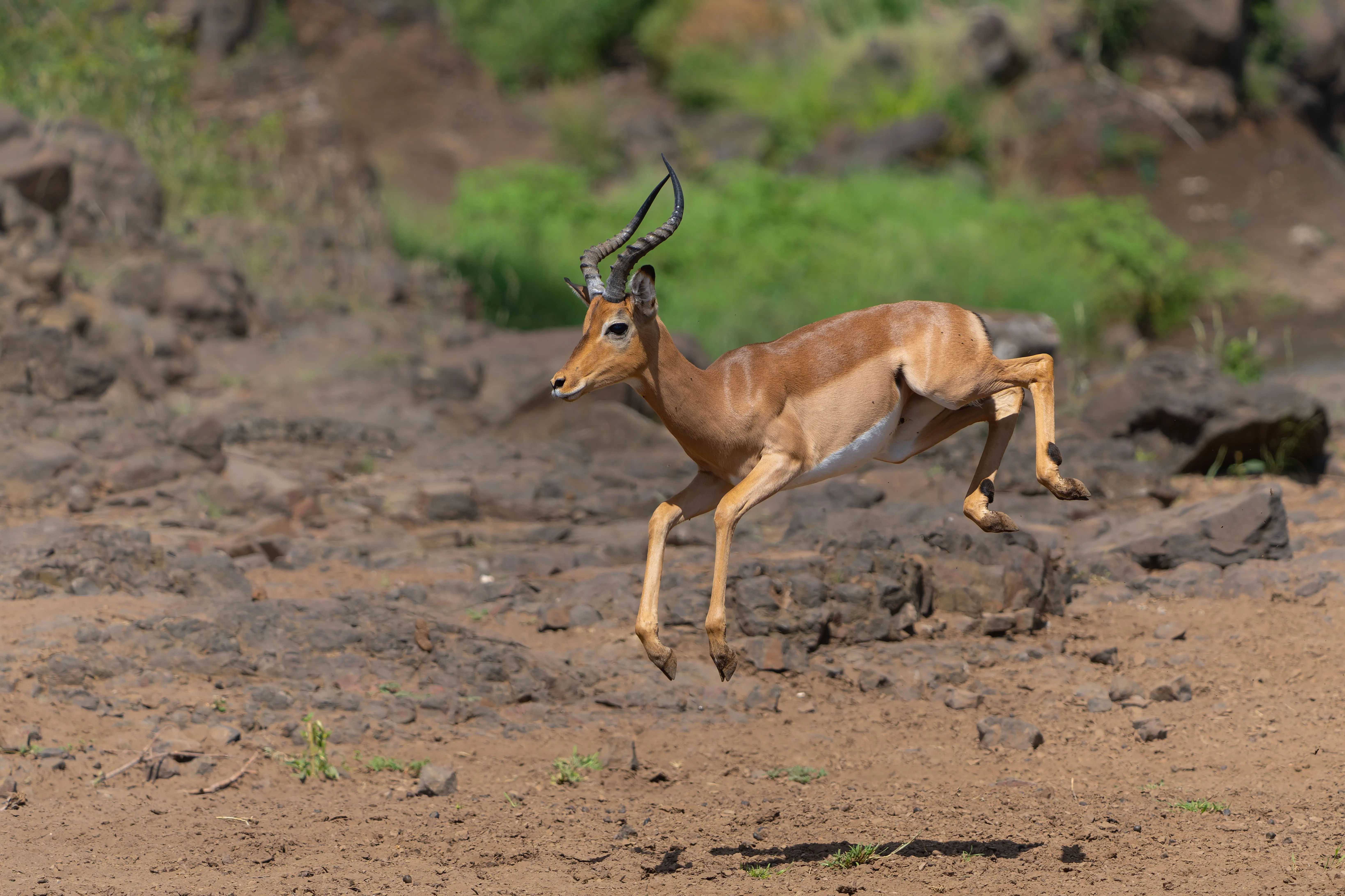 Ulusaba Private Game Reserve