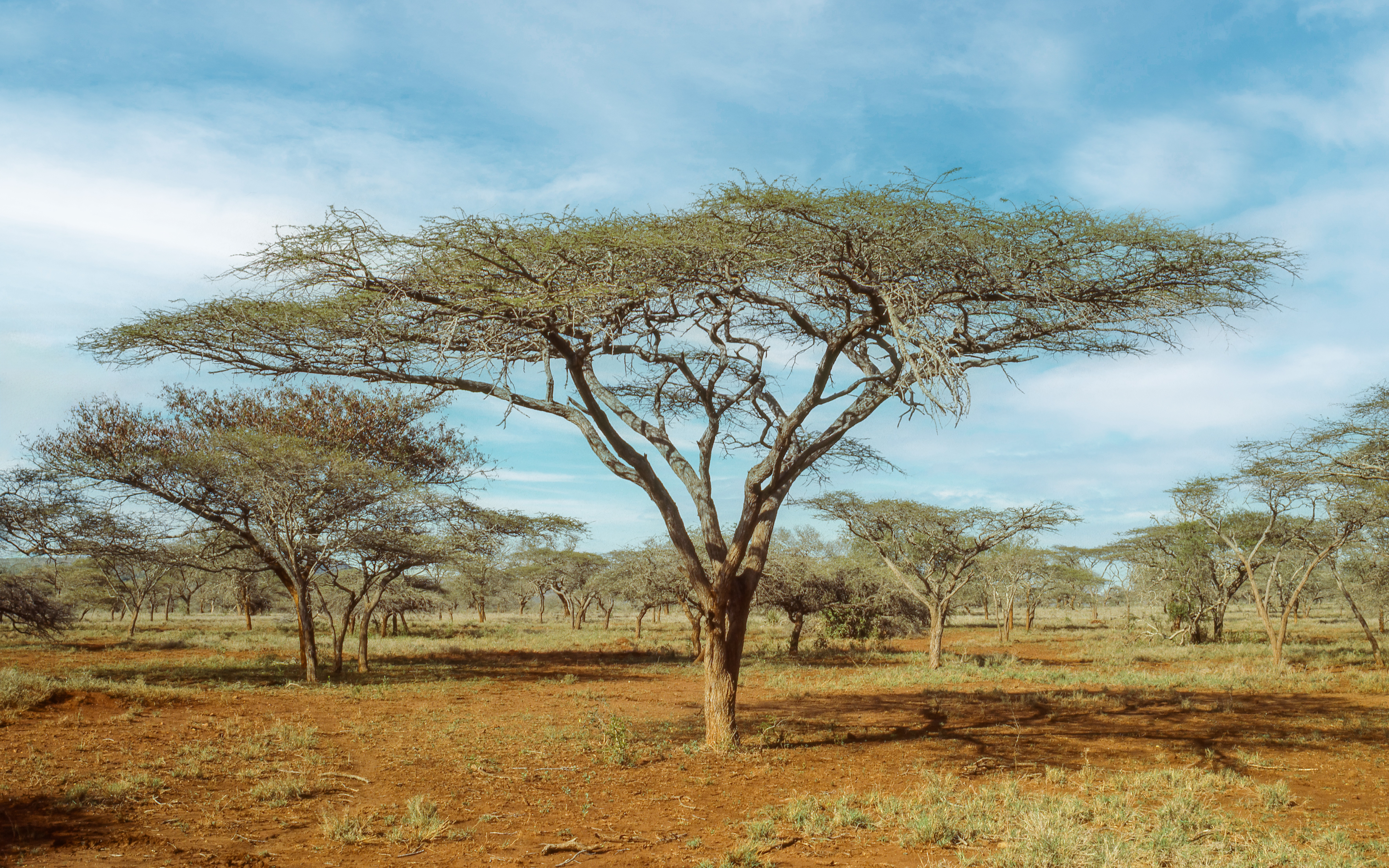 uMkhuze Game Reserve