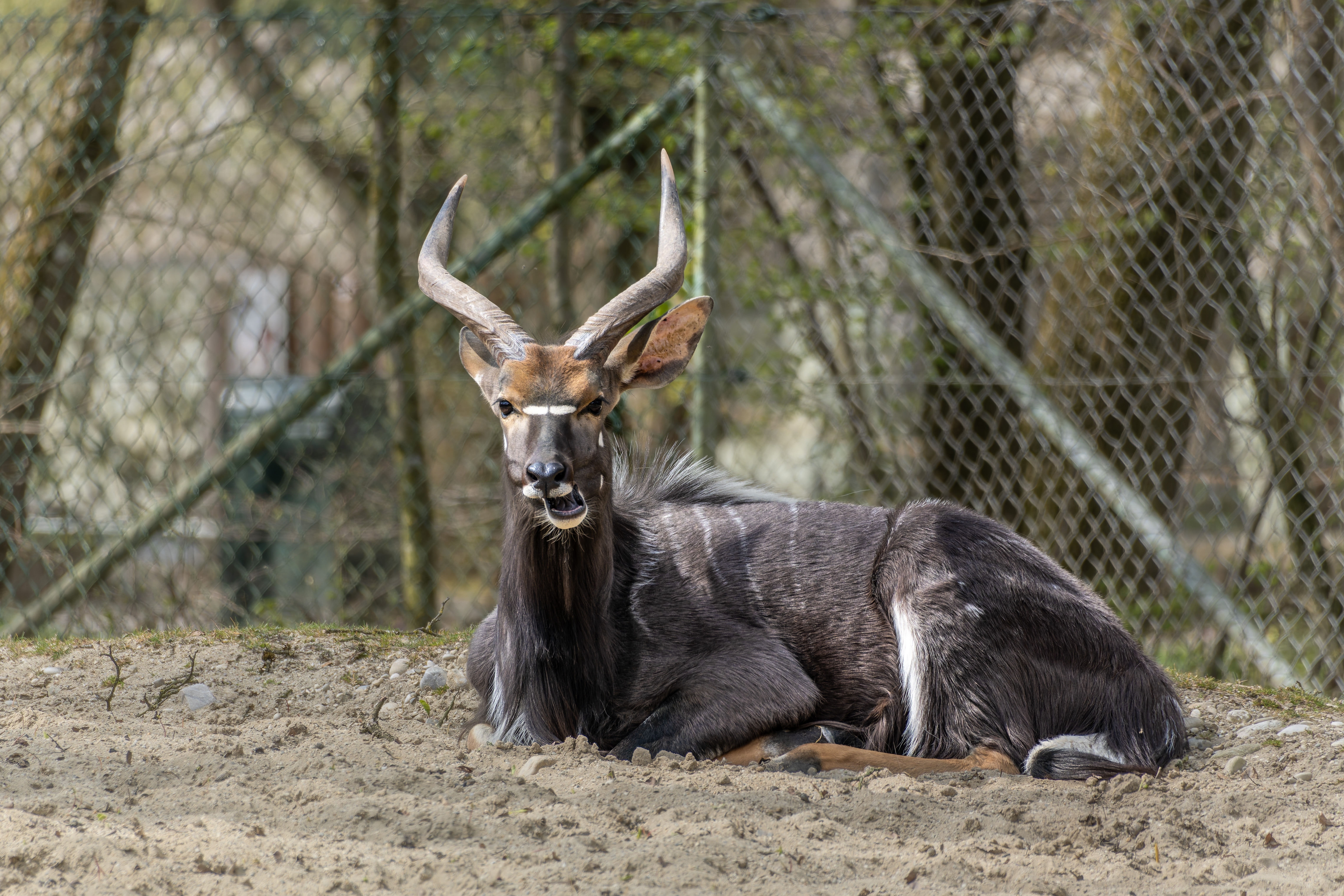 Zulu Nyala Private Game Reserve