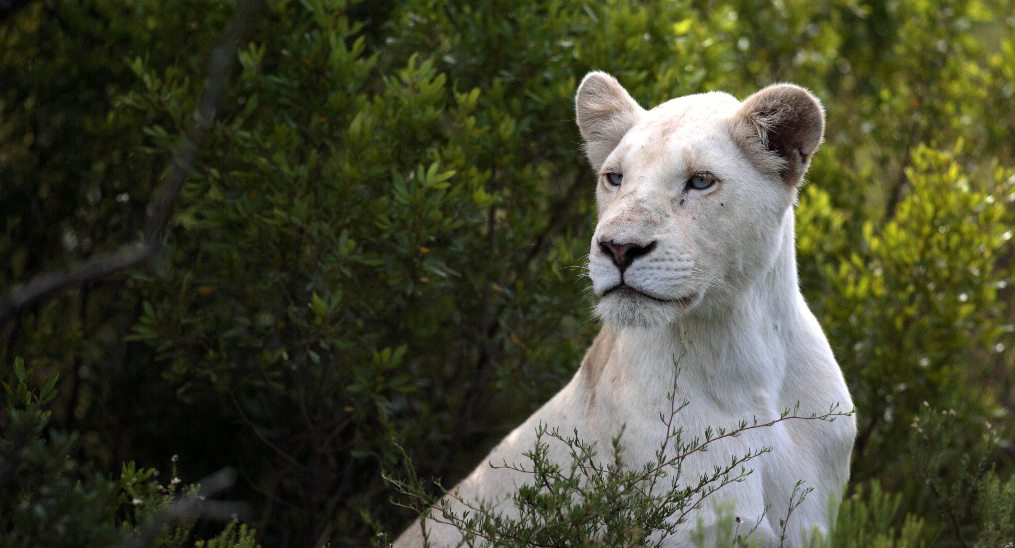 Pumba Private Game Reserve