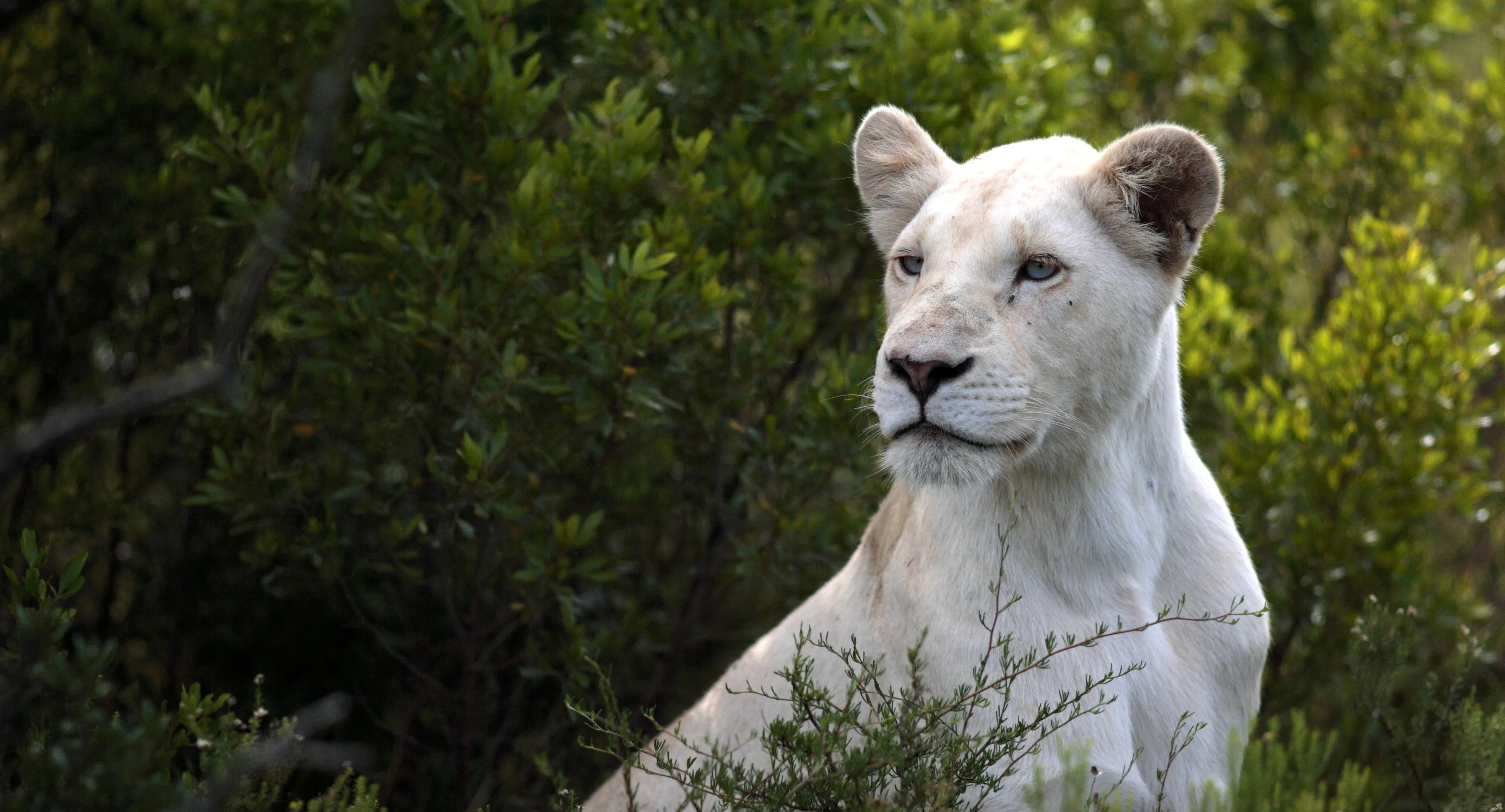 Pumba Private Game Reserve