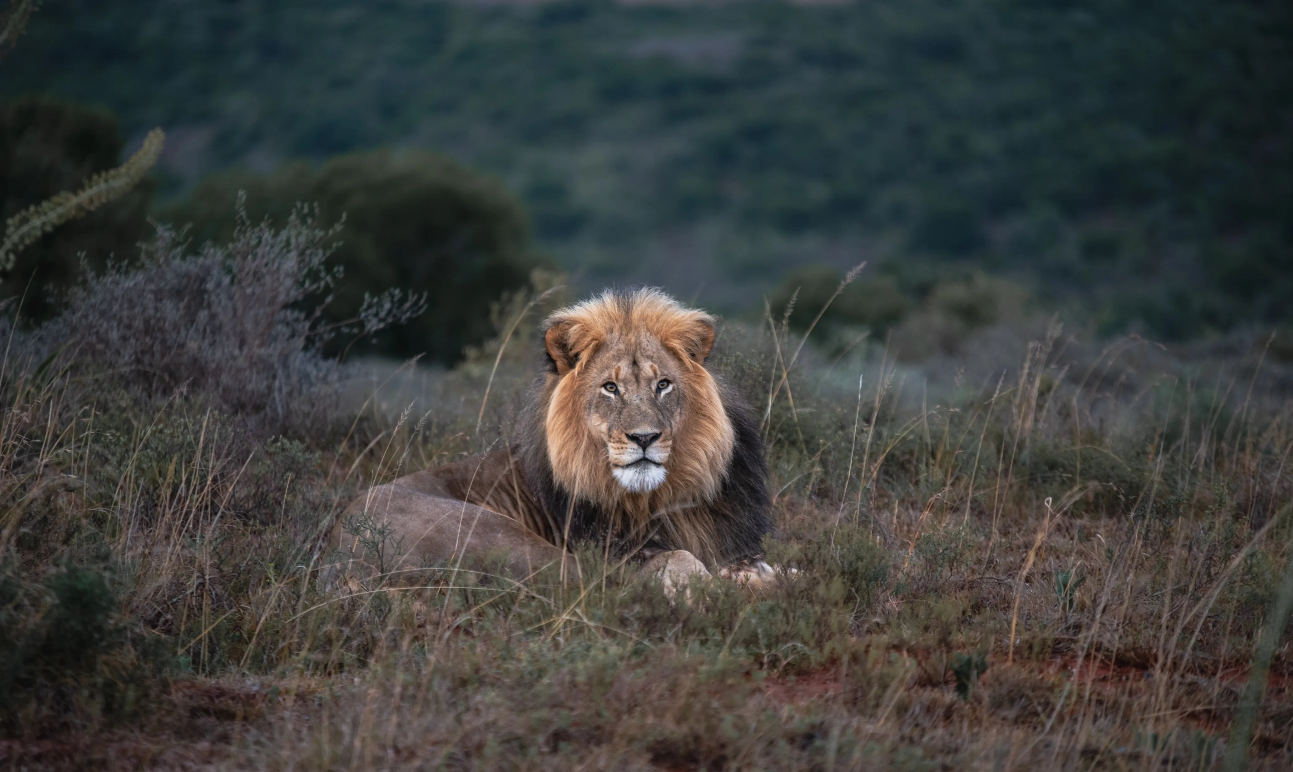 Amakhala Game Reserve