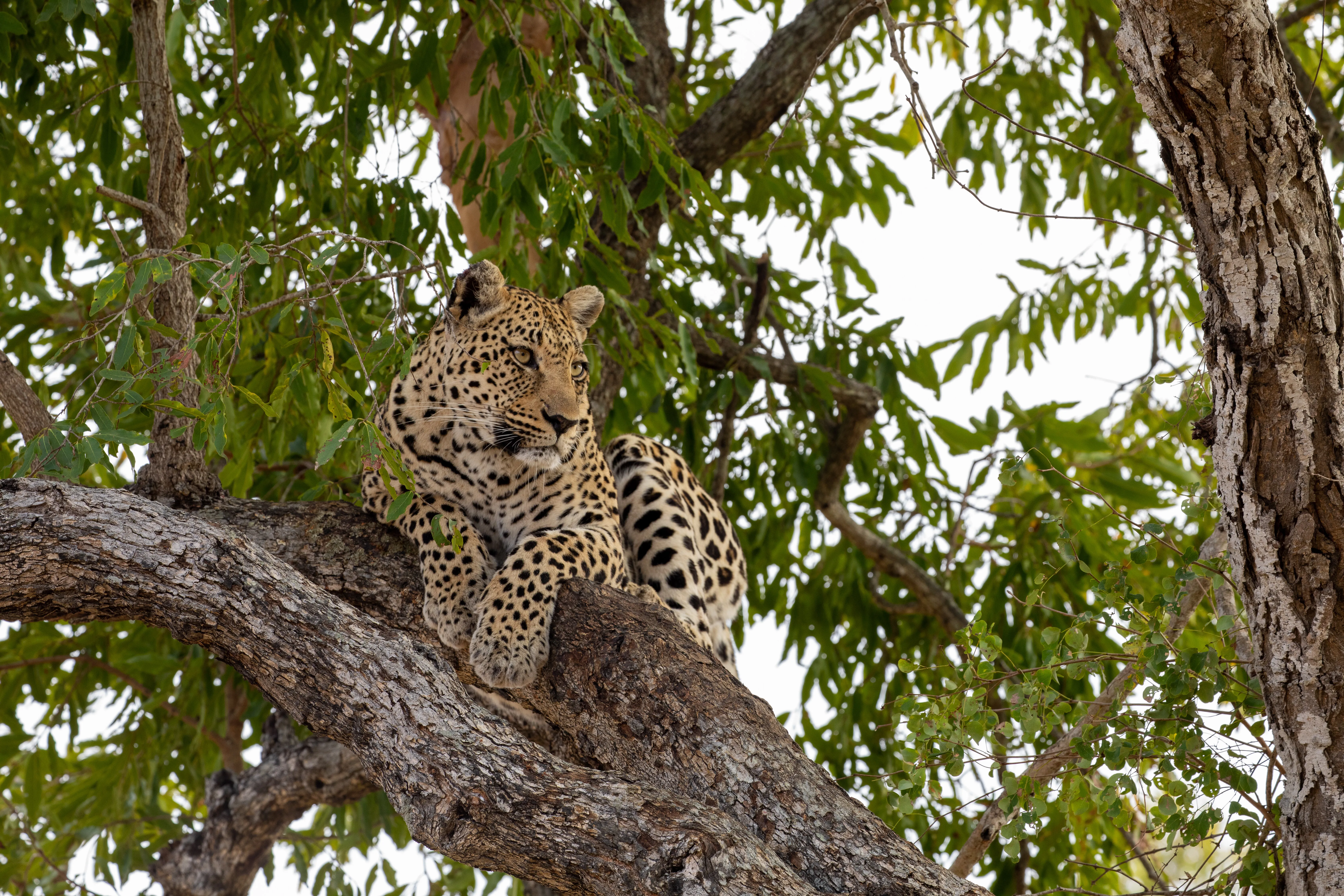 Idube Game Reserve