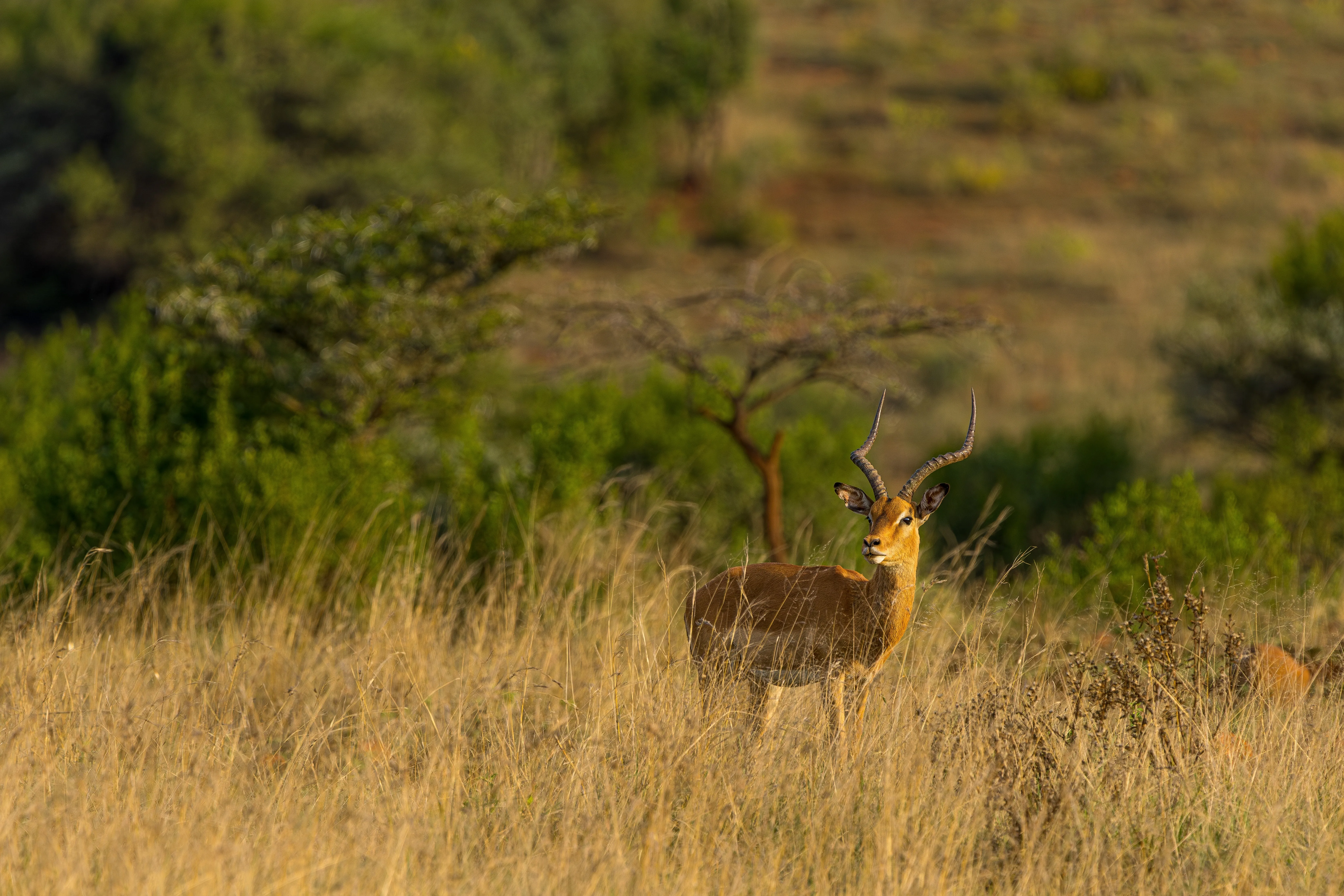 Ithala Game Reserve