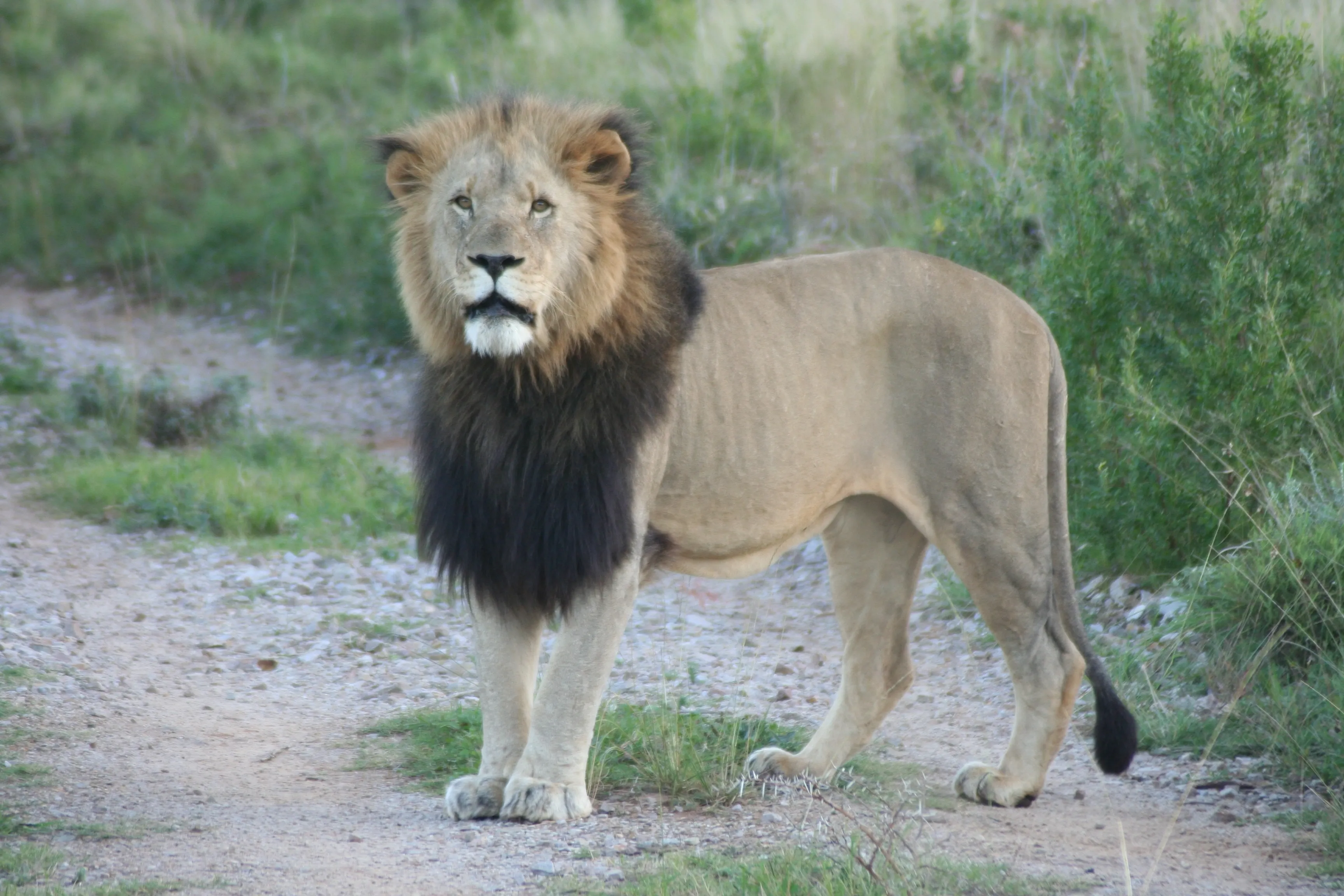 Kariega Game Reserve