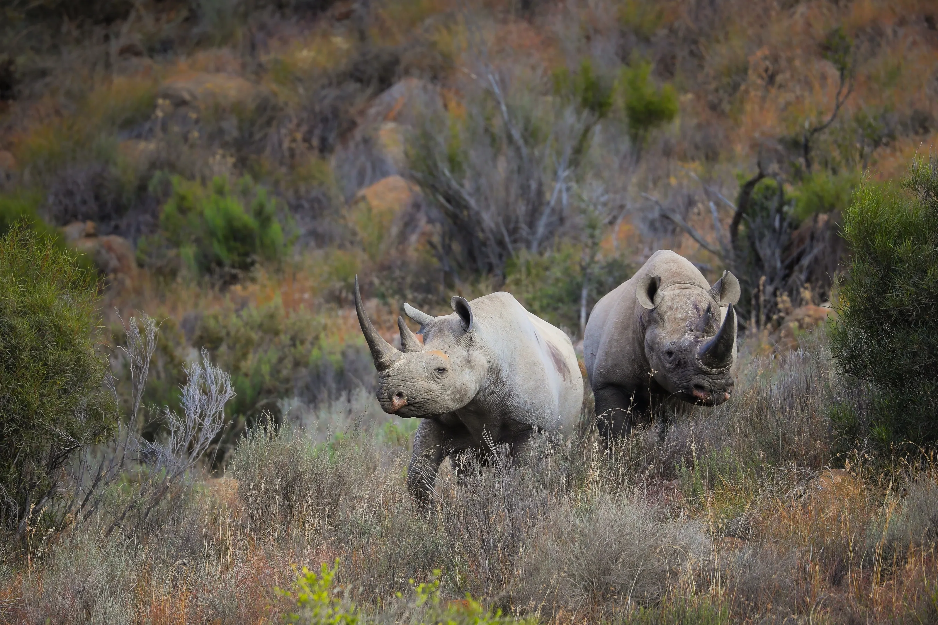 Karoo National Park