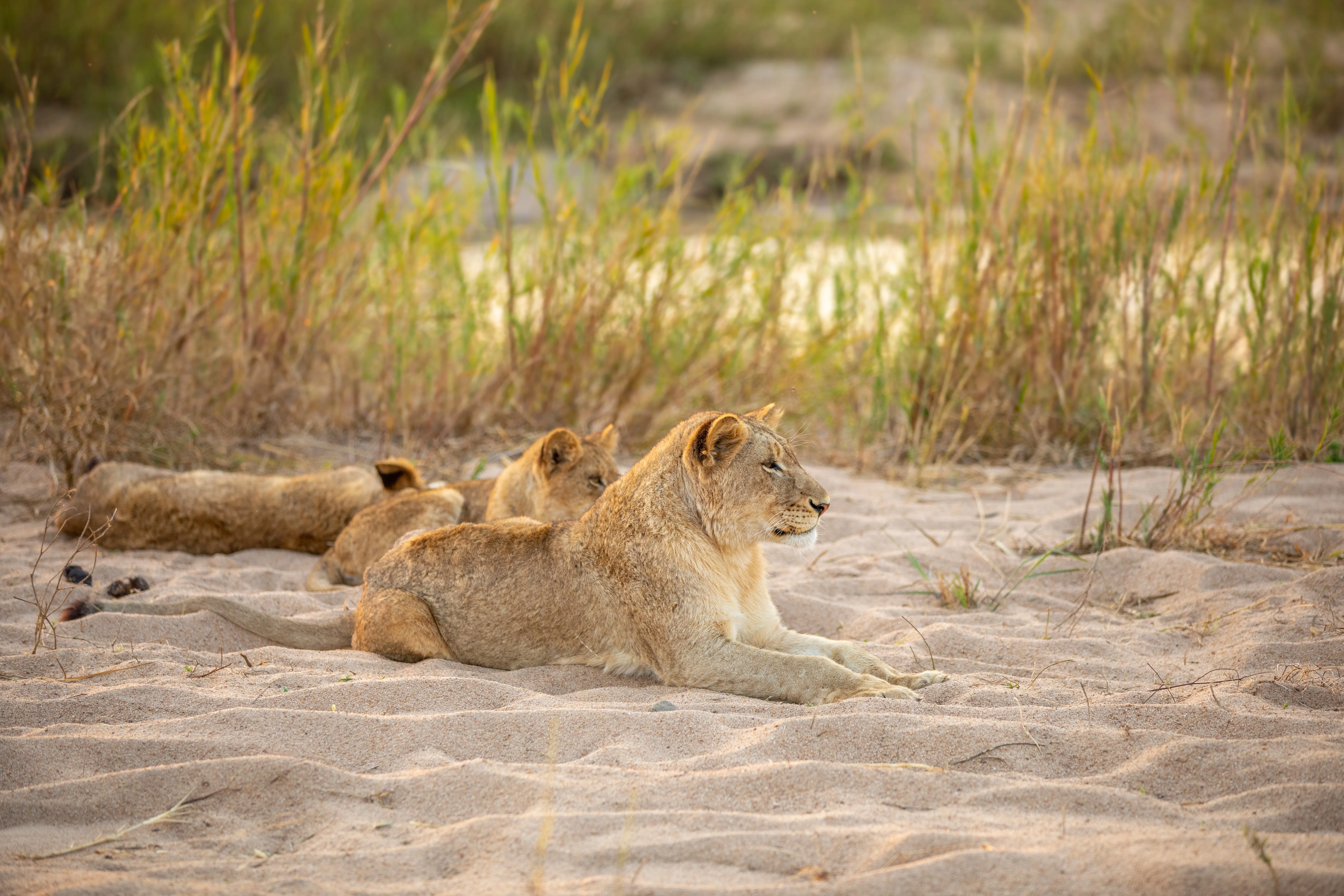 Lion Sands Game Reserve