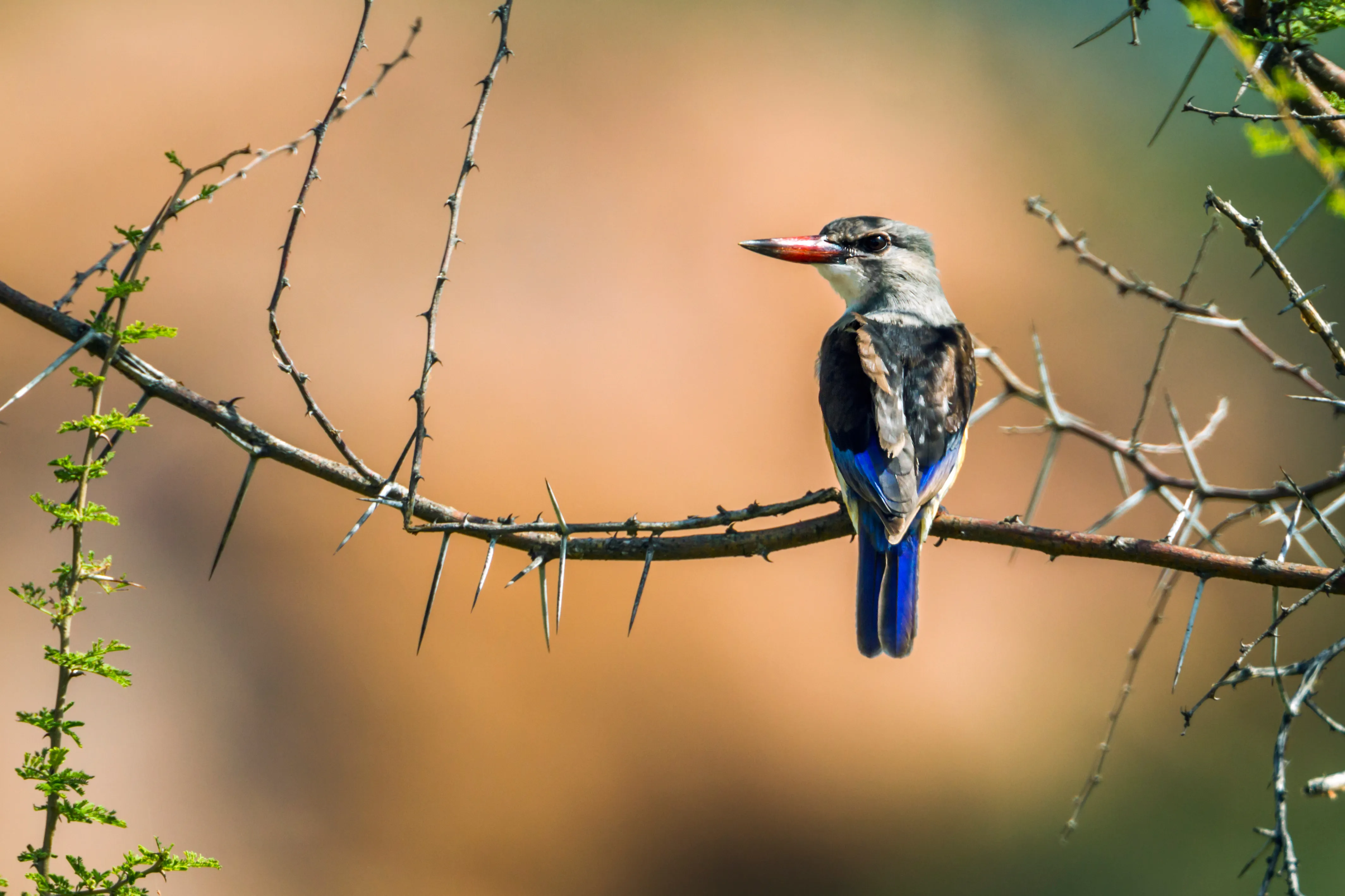 Mapungubwe National Park