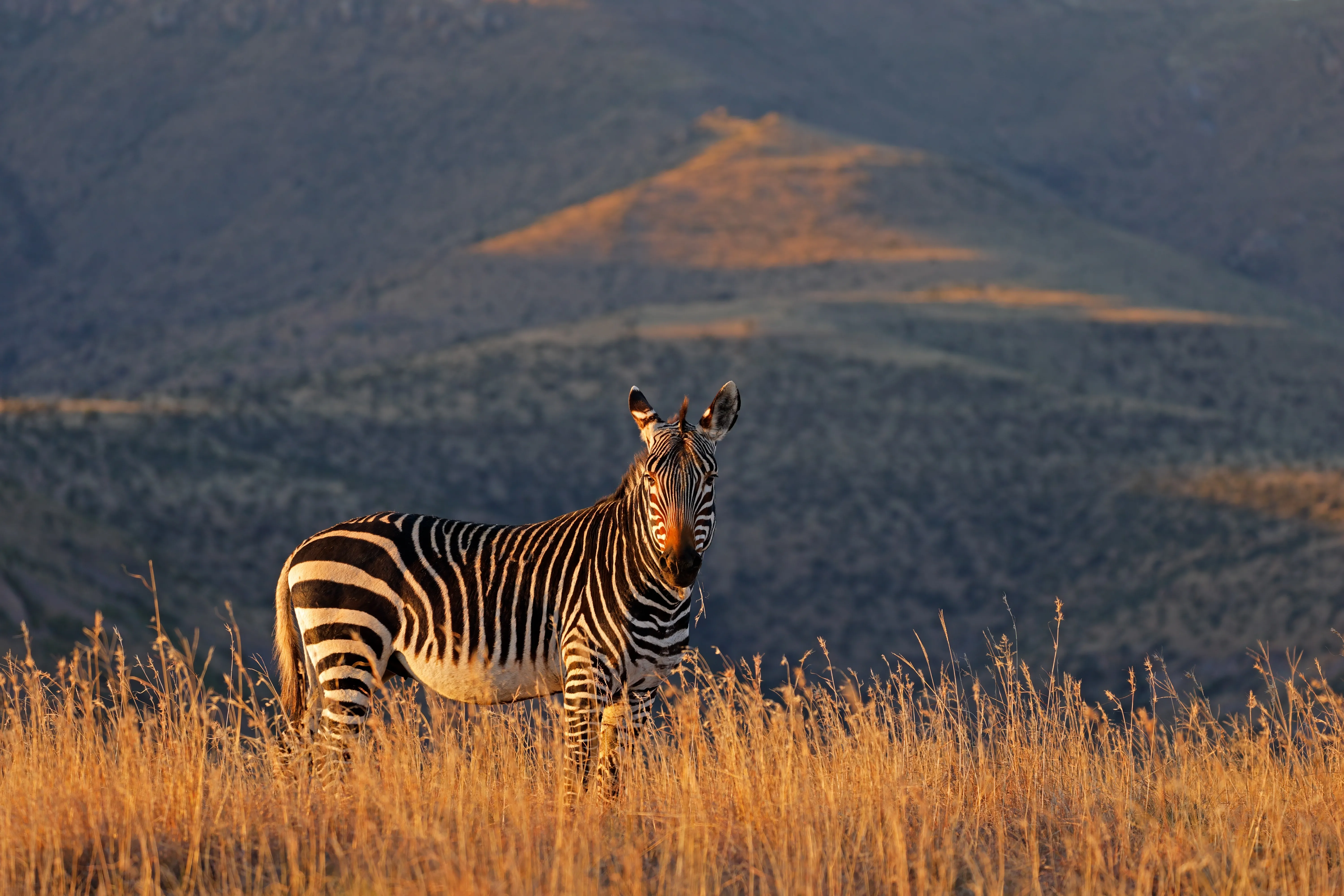 Mountain Zebra National Park