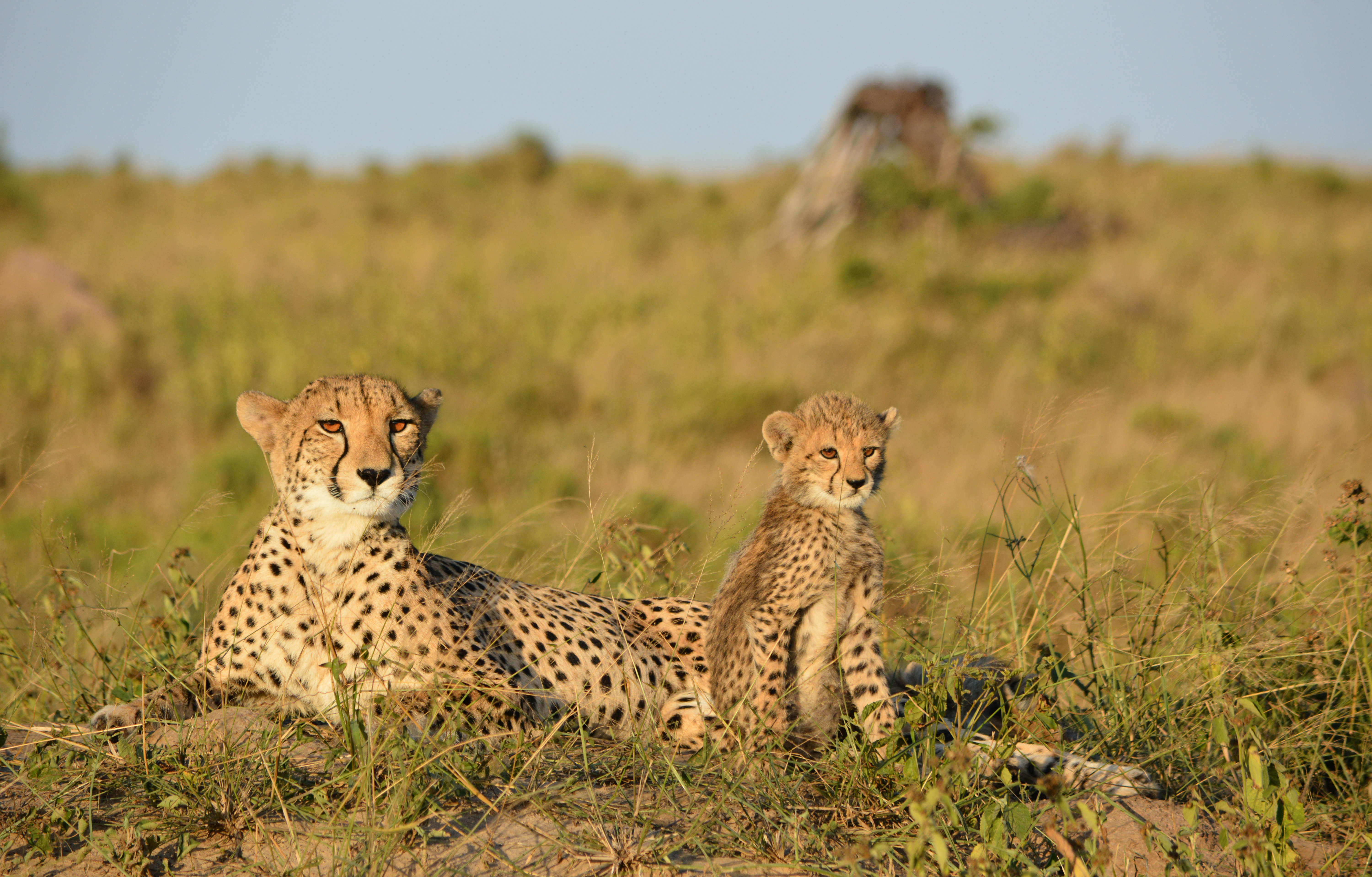 Phinda Private Game Reserve