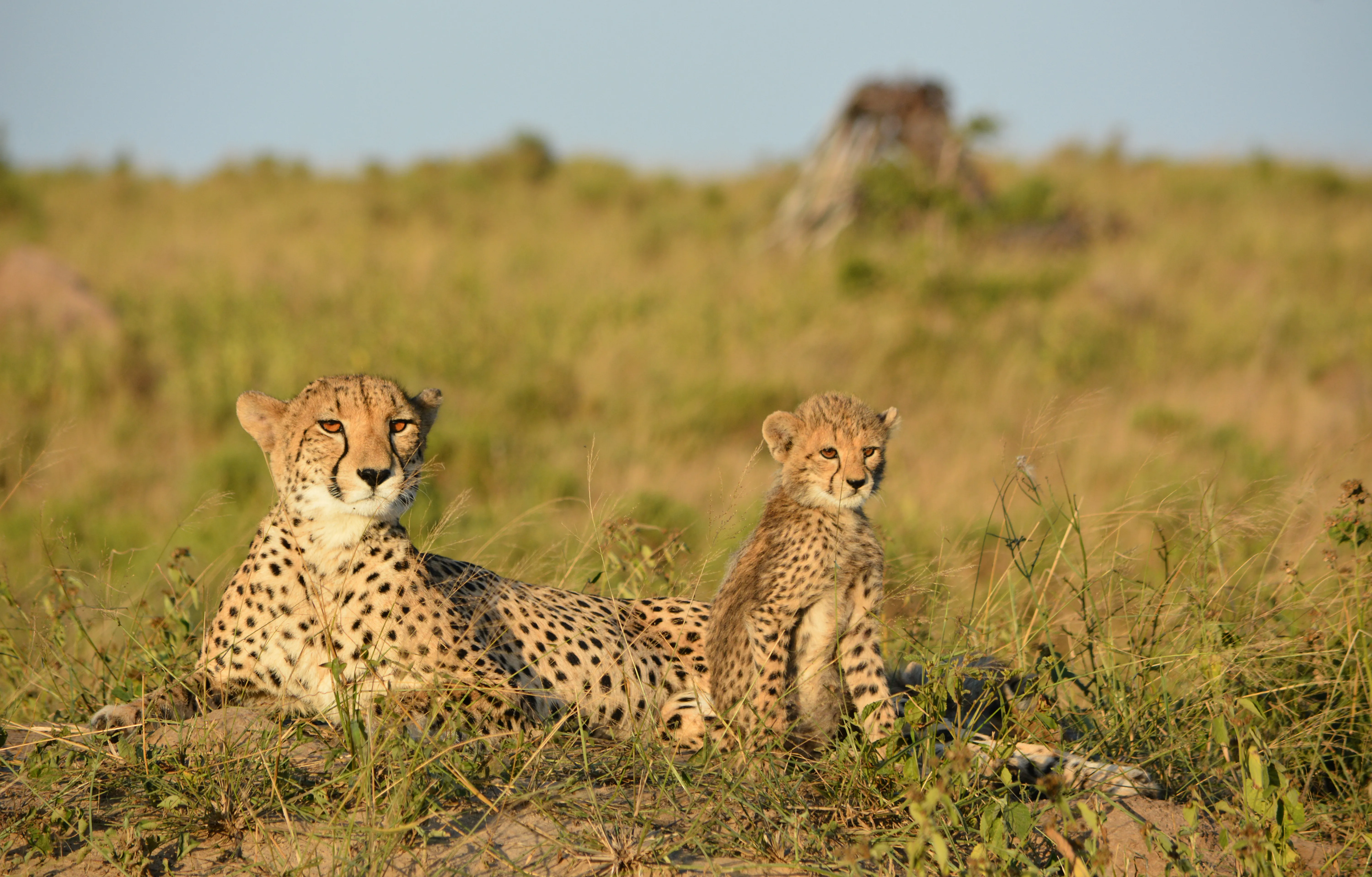 Phinda Private Game Reserve