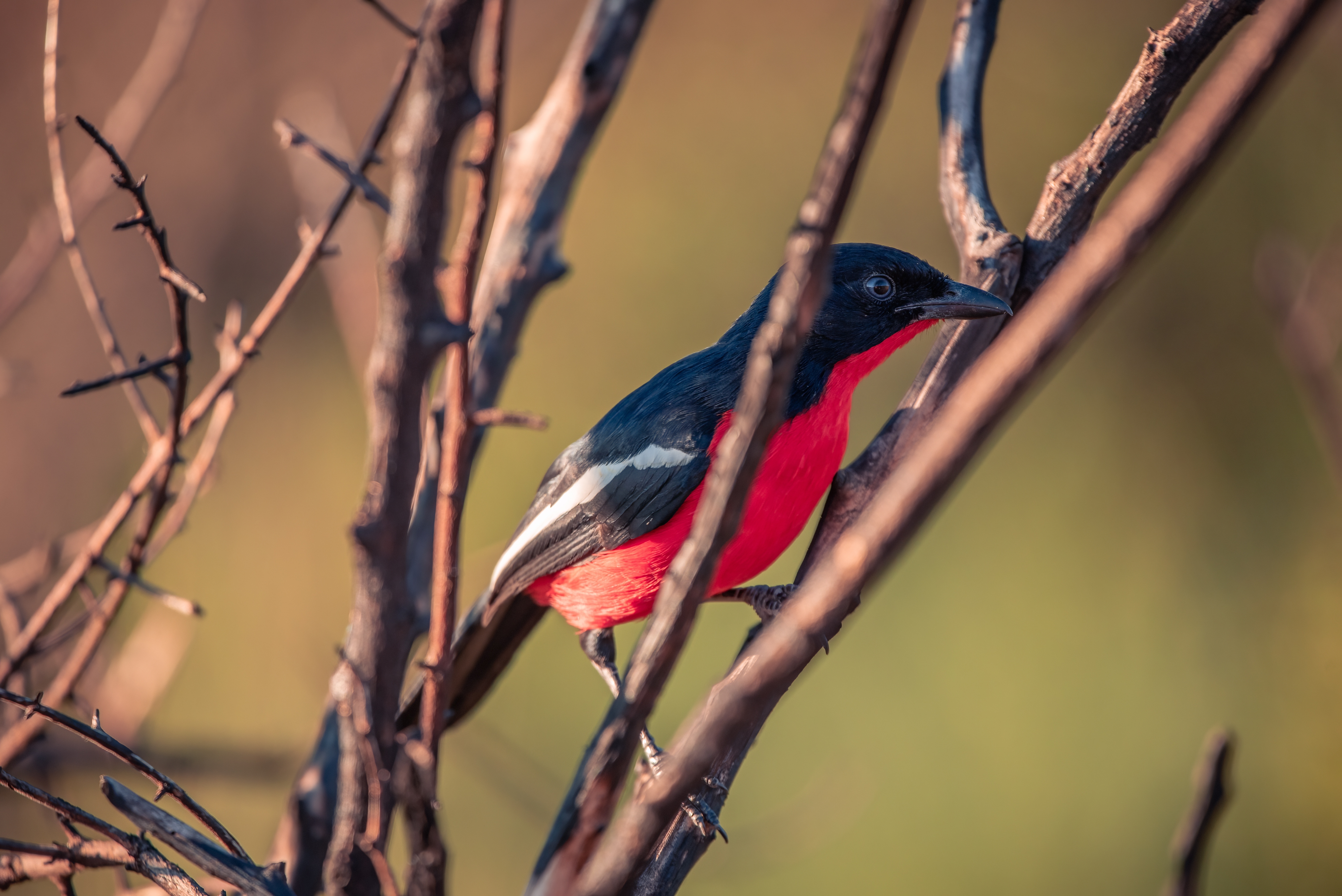 Pilanesberg Game Reserve