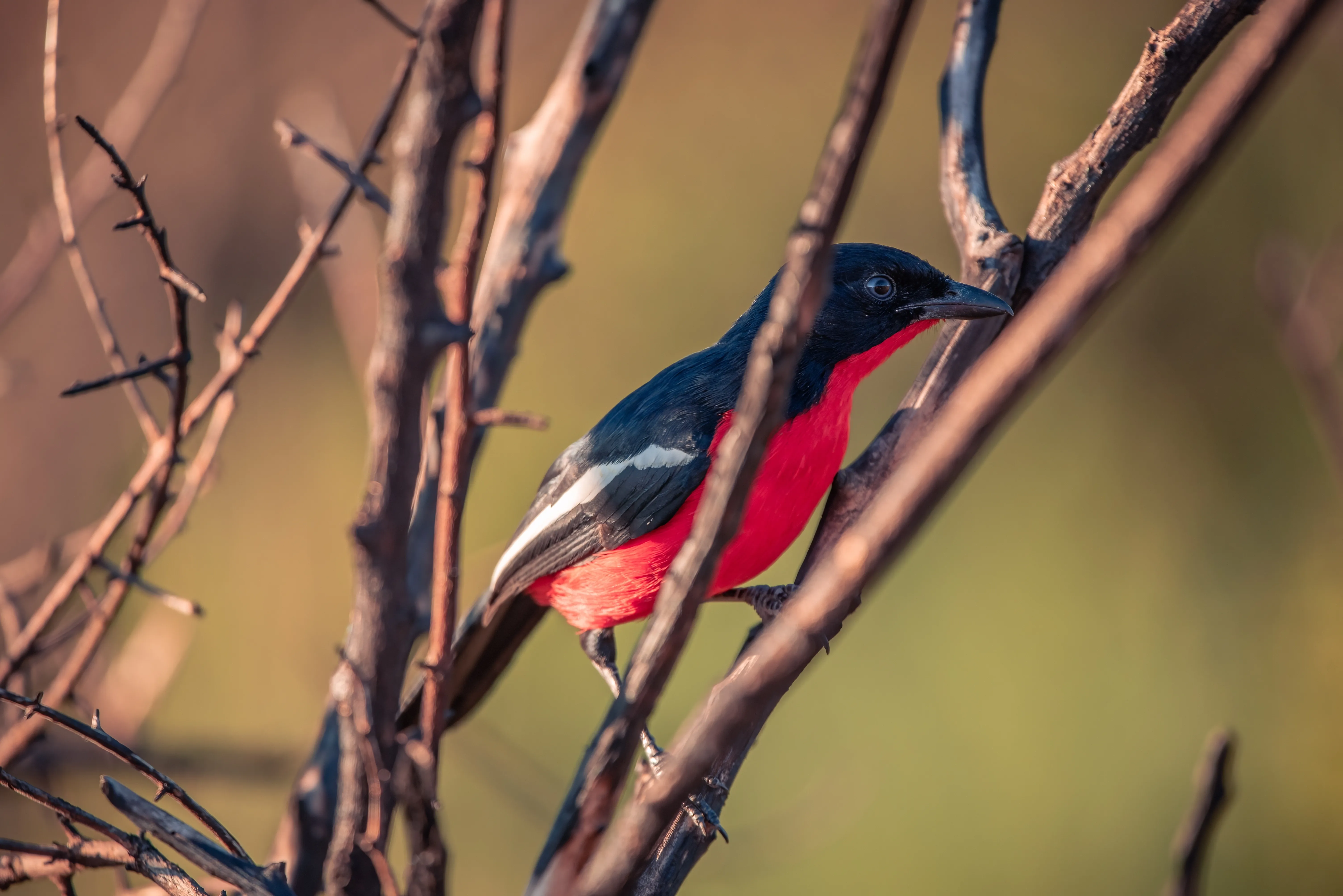 Pilanesberg Game Reserve