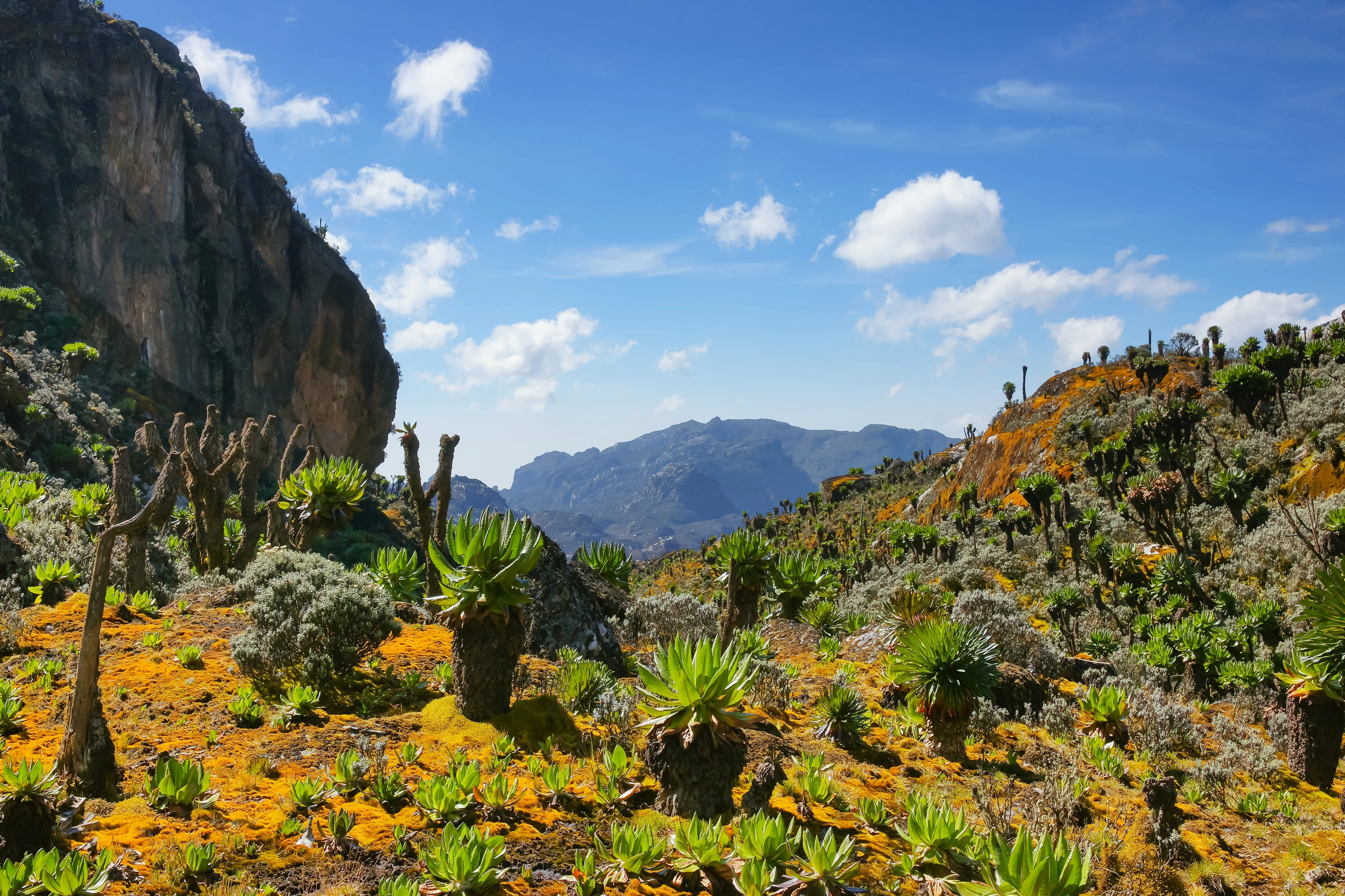 Rwenzori Mountains National Park