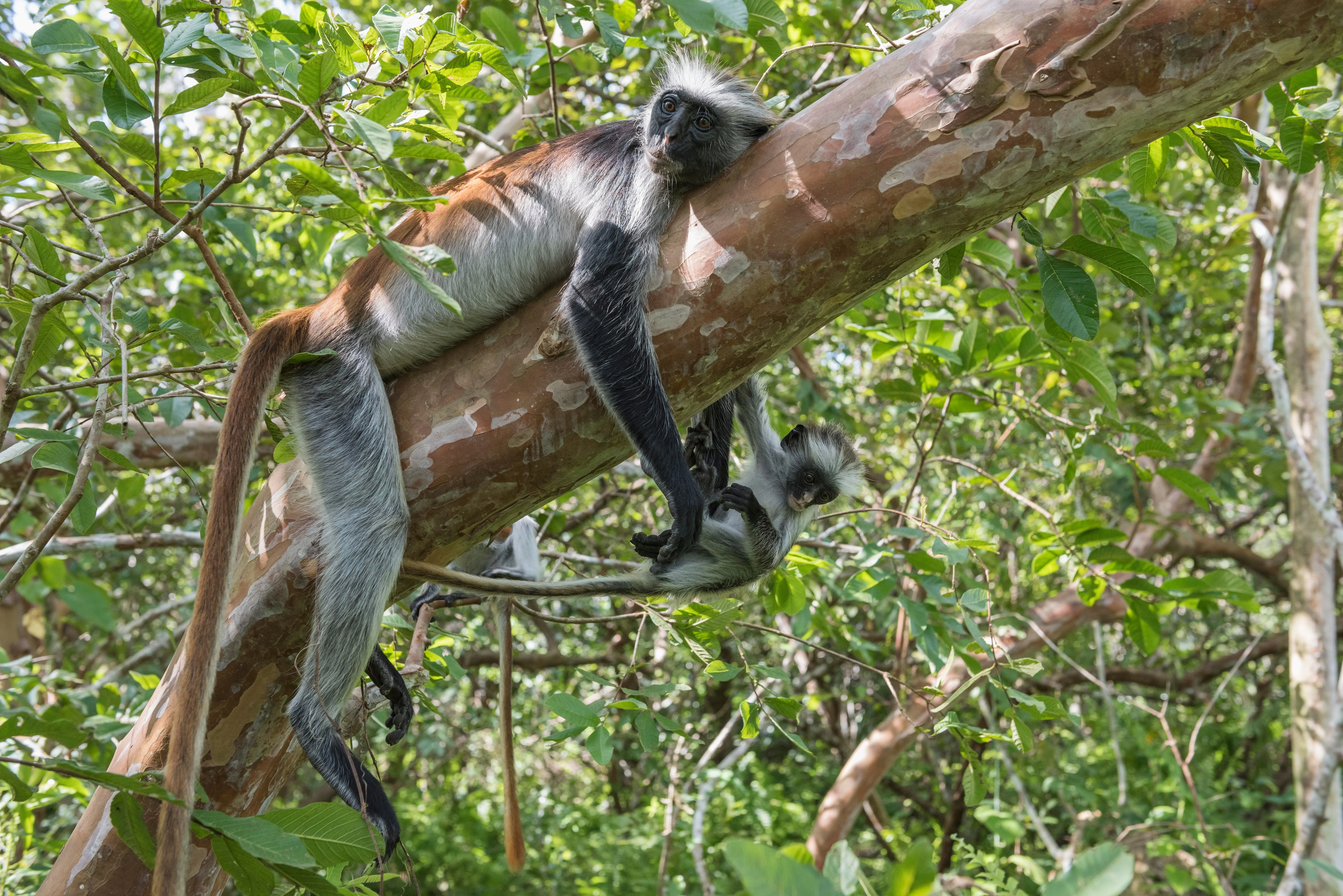 Jozani-Chwaka Bay National Park
