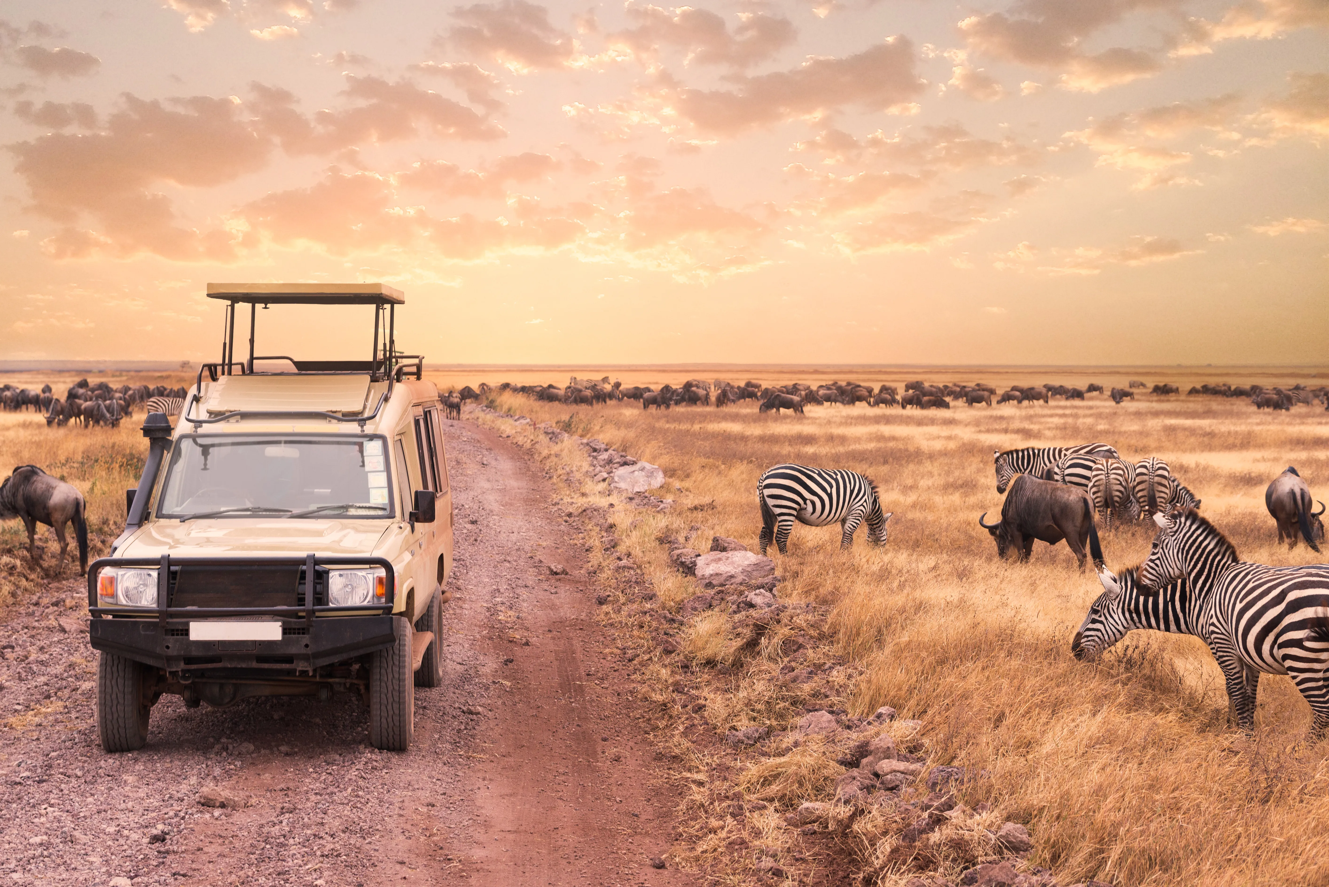 Safari SUV by zebras in Tanzania