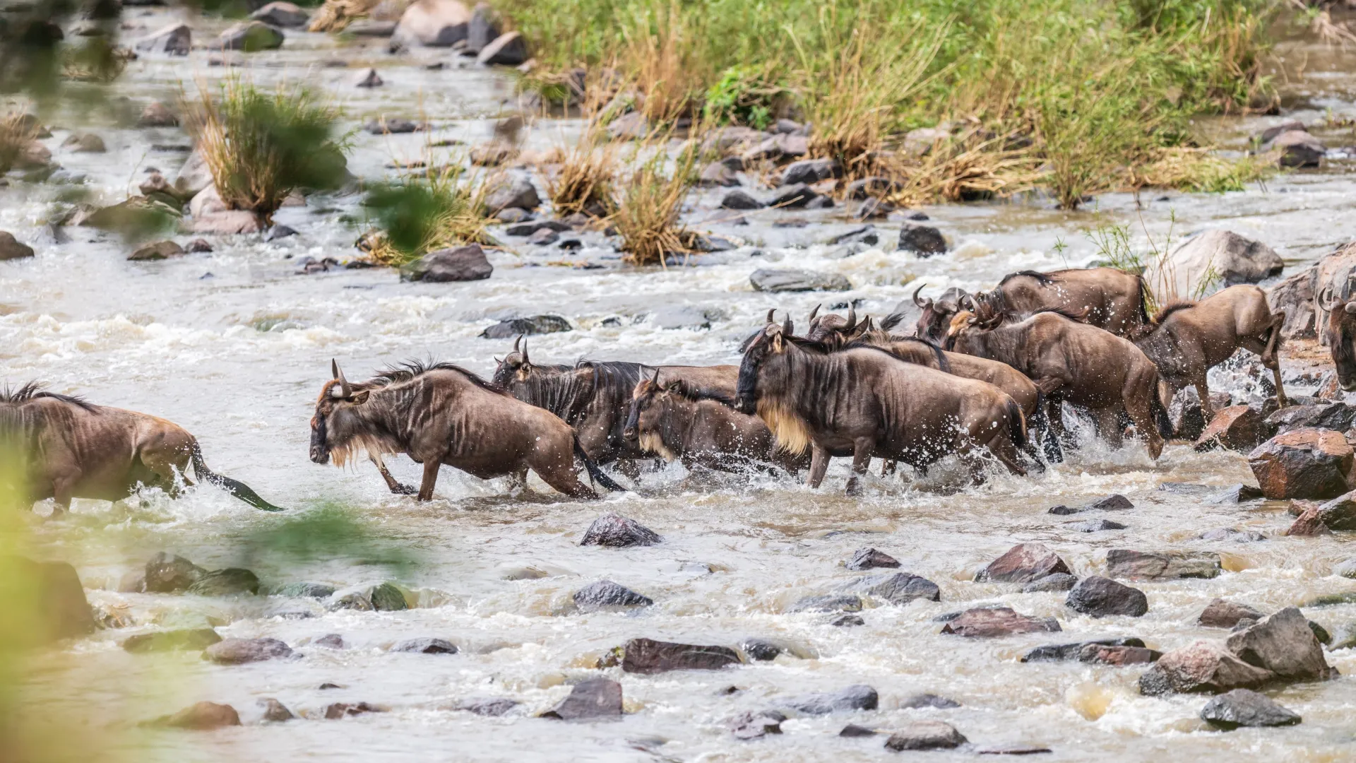 Wildebeest herd crossing the Mara River during the Great Migration in the Serengeti.