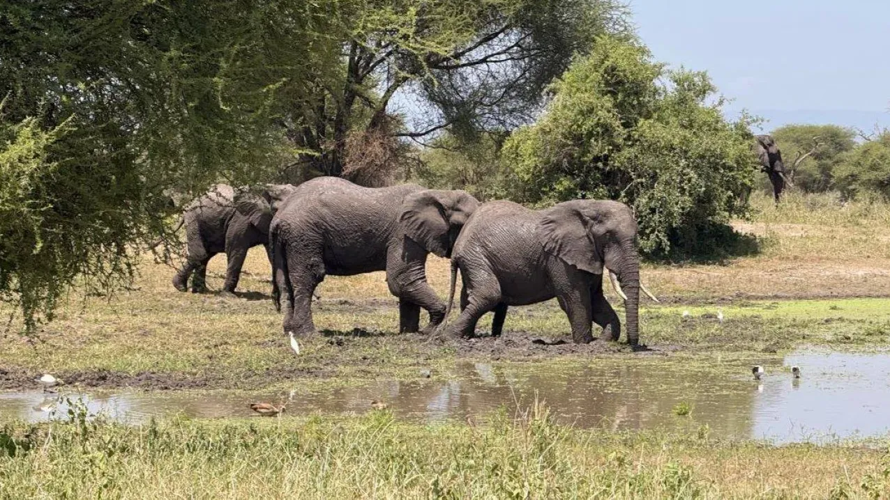 Elephants at the Rufiji River in Nyerere National Park, southern Tanzania