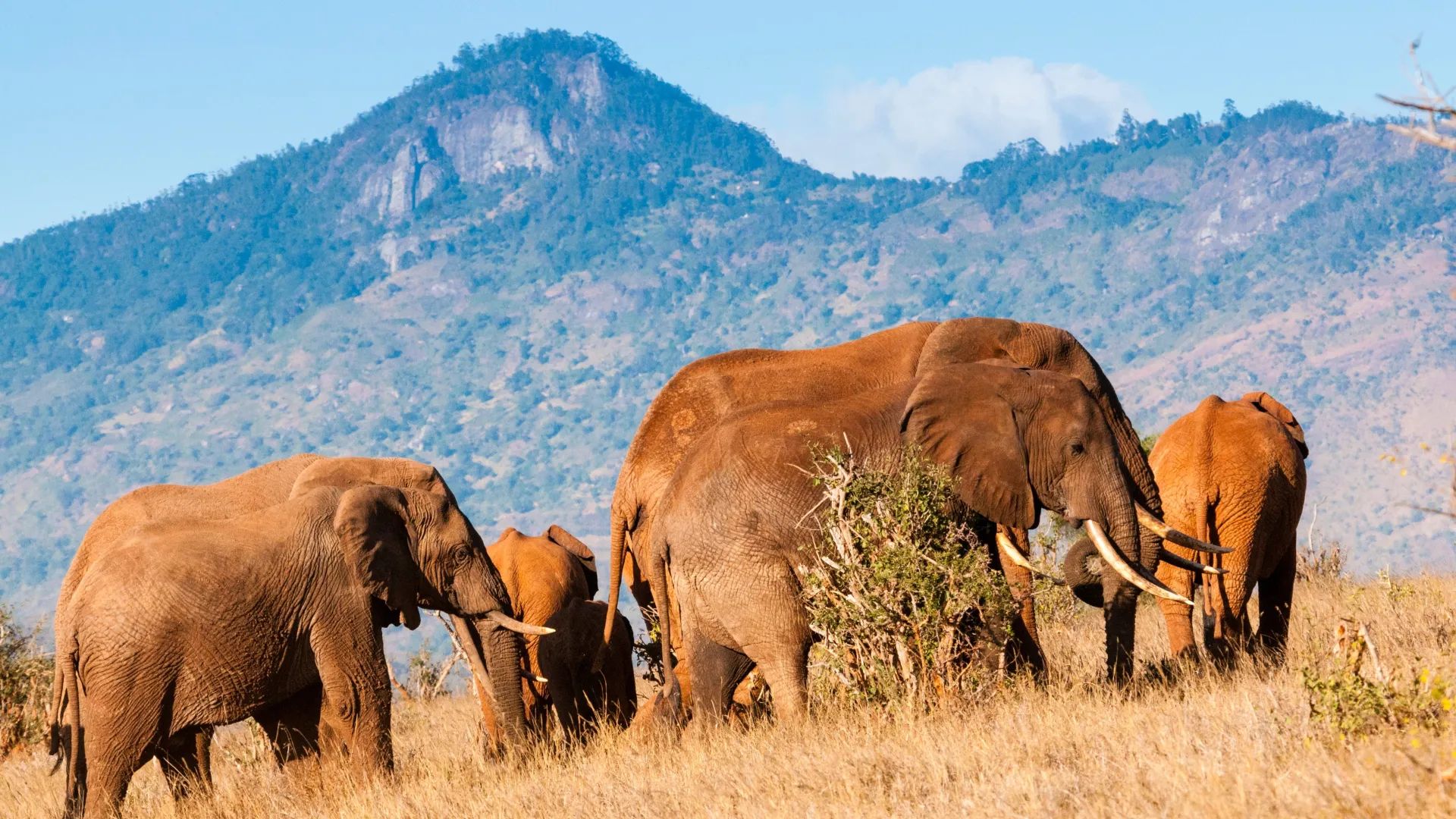 Elephants at taita hills wildlife sancturay