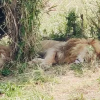Incredible MasaiMara experience.