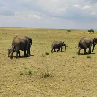 Incredible MasaiMara experience.