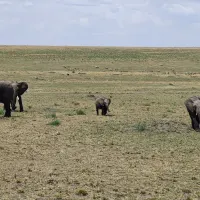 Incredible MasaiMara experience.