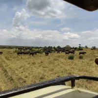 Incredible MasaiMara experience.