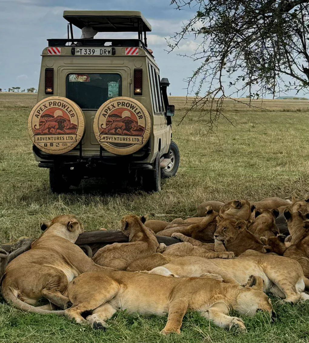Experiencia de safari inolvidable de 7 días en la Gran Tanzania