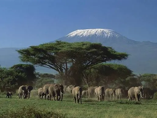 Safari de 6 días de elefantes y conservación