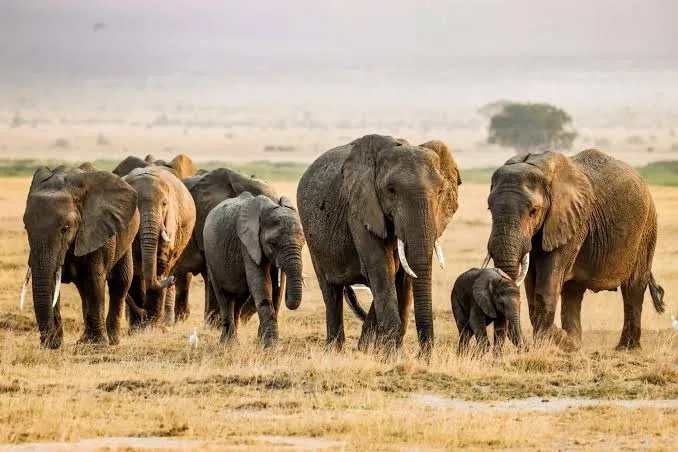 Safari de 6 días de elefantes y conservación