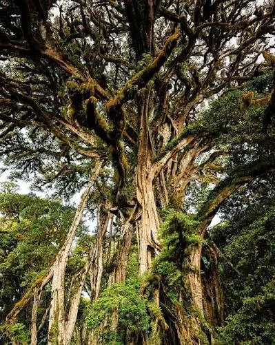 Safari de 6 días de elefantes y conservación