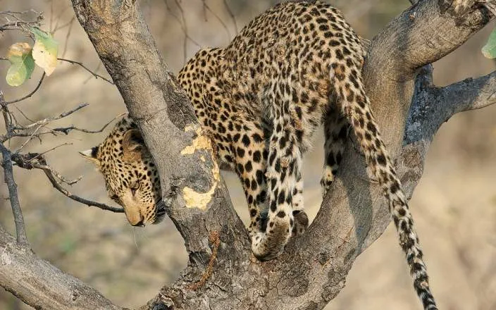 Safari económico de 5 días por el Serengeti y Ngorongoro