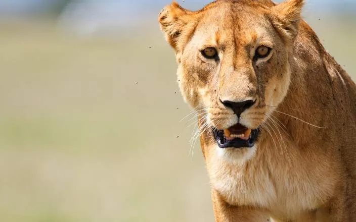 Safari económico de 5 días por el Serengeti y Ngorongoro