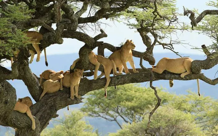Safari económico de 5 días por el Serengeti y Ngorongoro