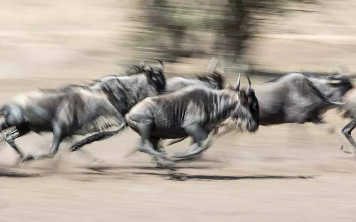 Safari económico de 5 días por el Serengeti y Ngorongoro